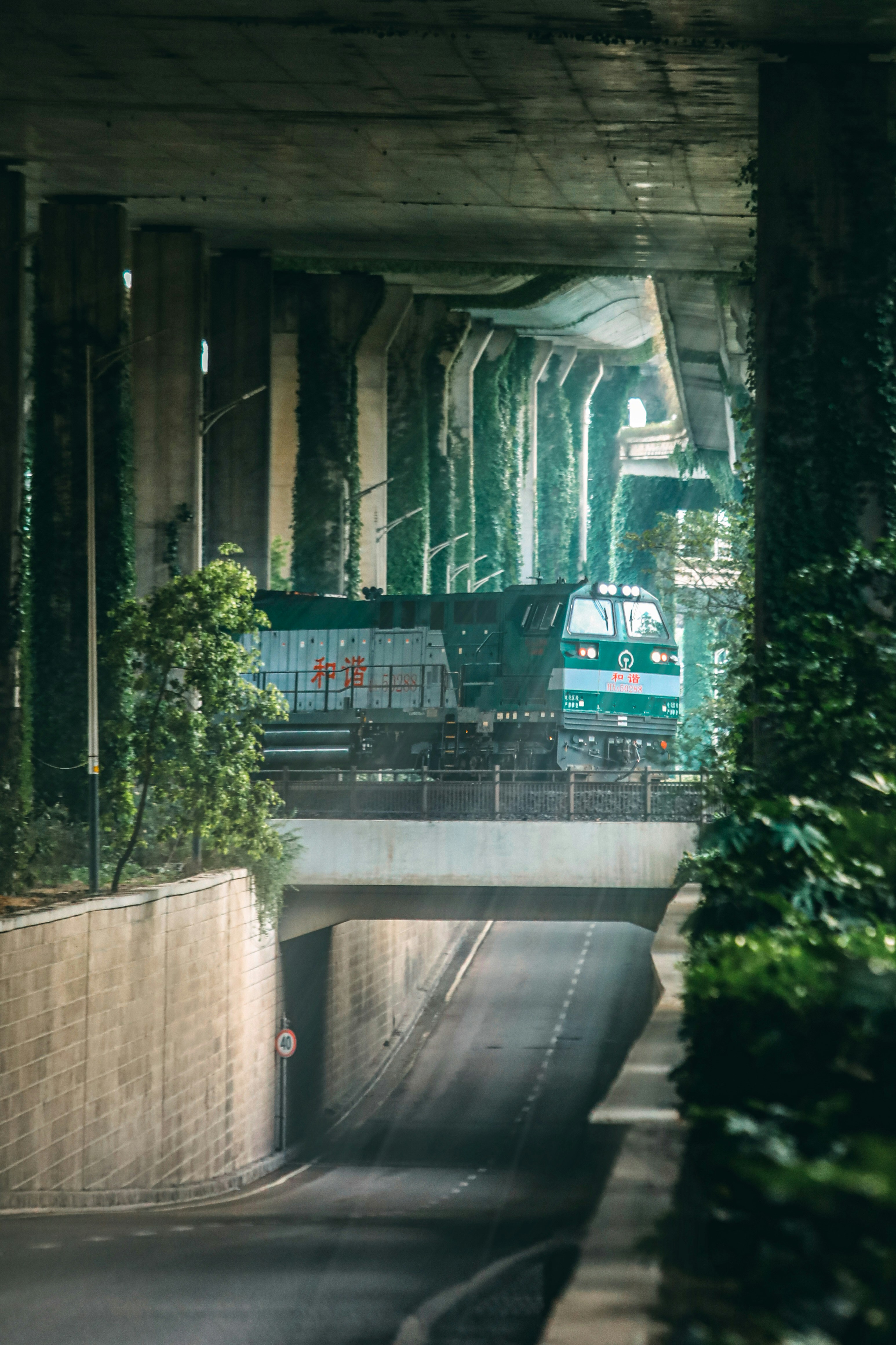 Train passes under concrete overpasses covered in vines.