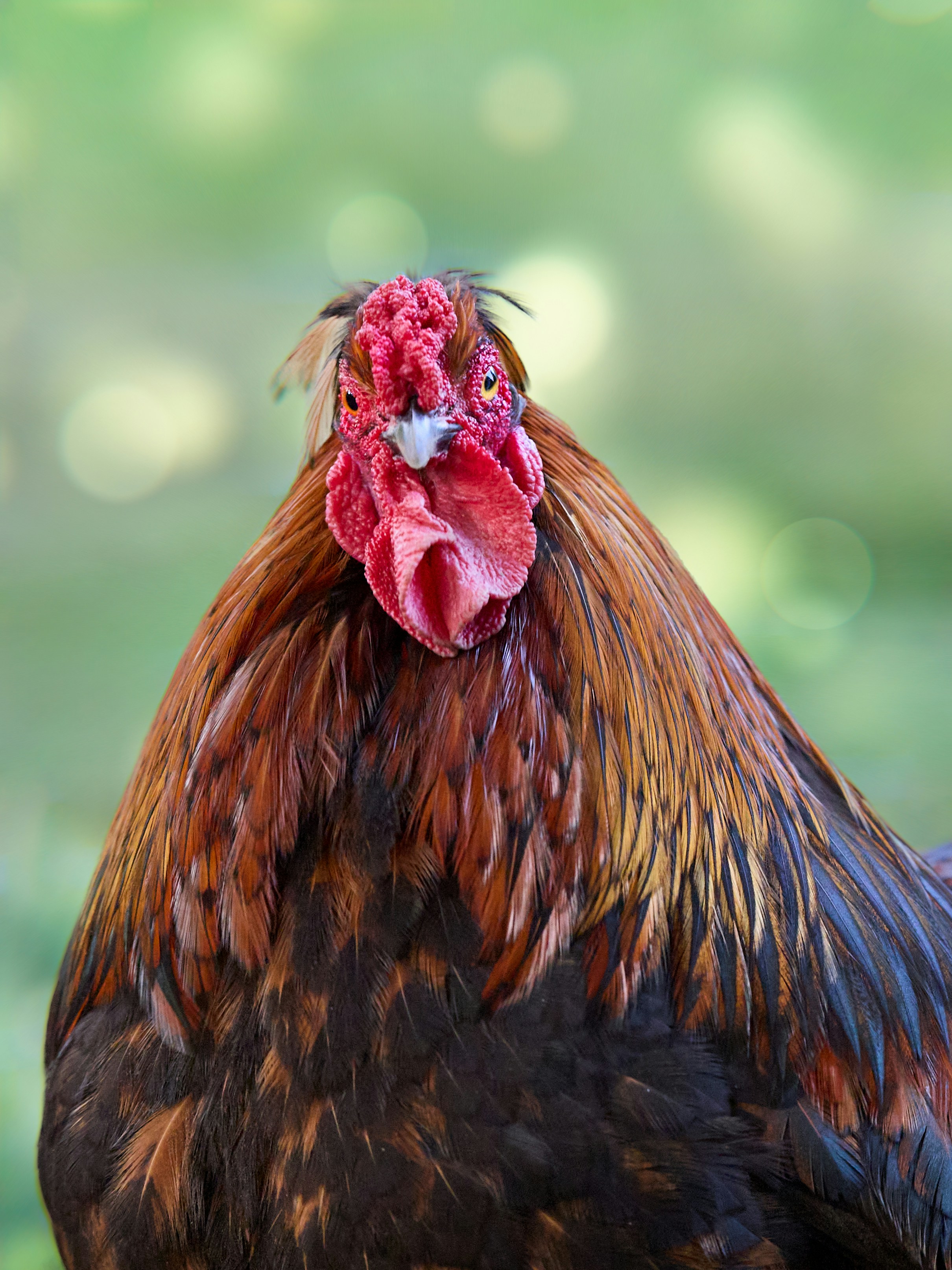 Photo by erwinbosman