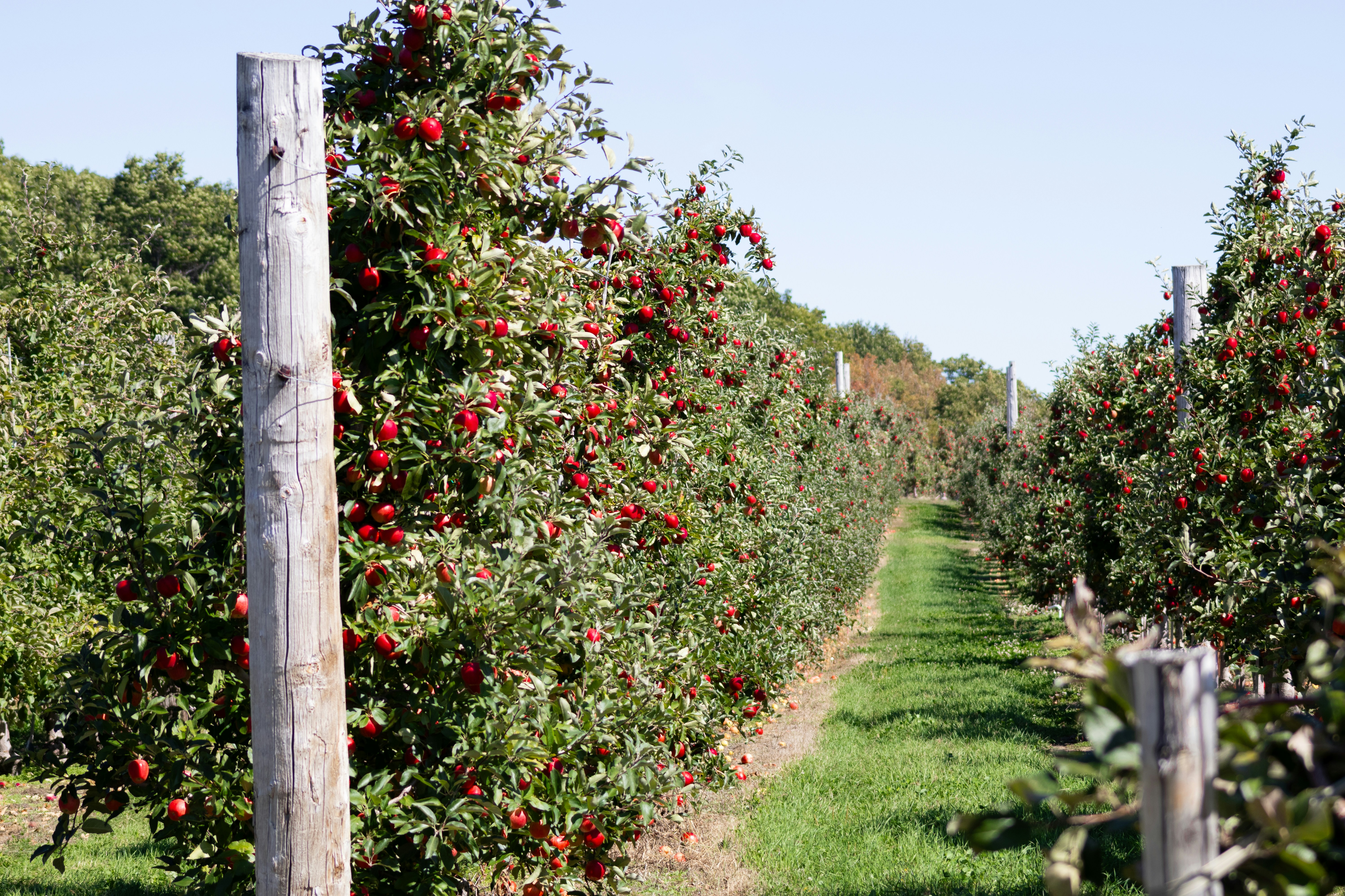 orchard - apple - apple tree - autumn - fall