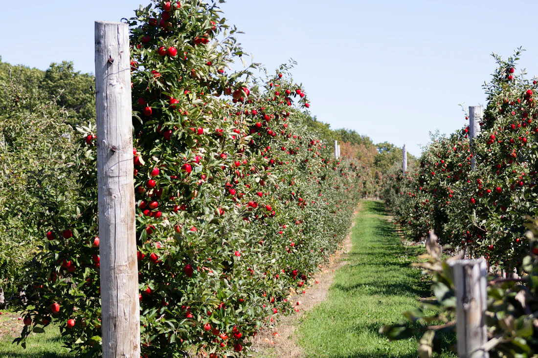 Scenic rows of apple trees heavy with ripe red fruit
