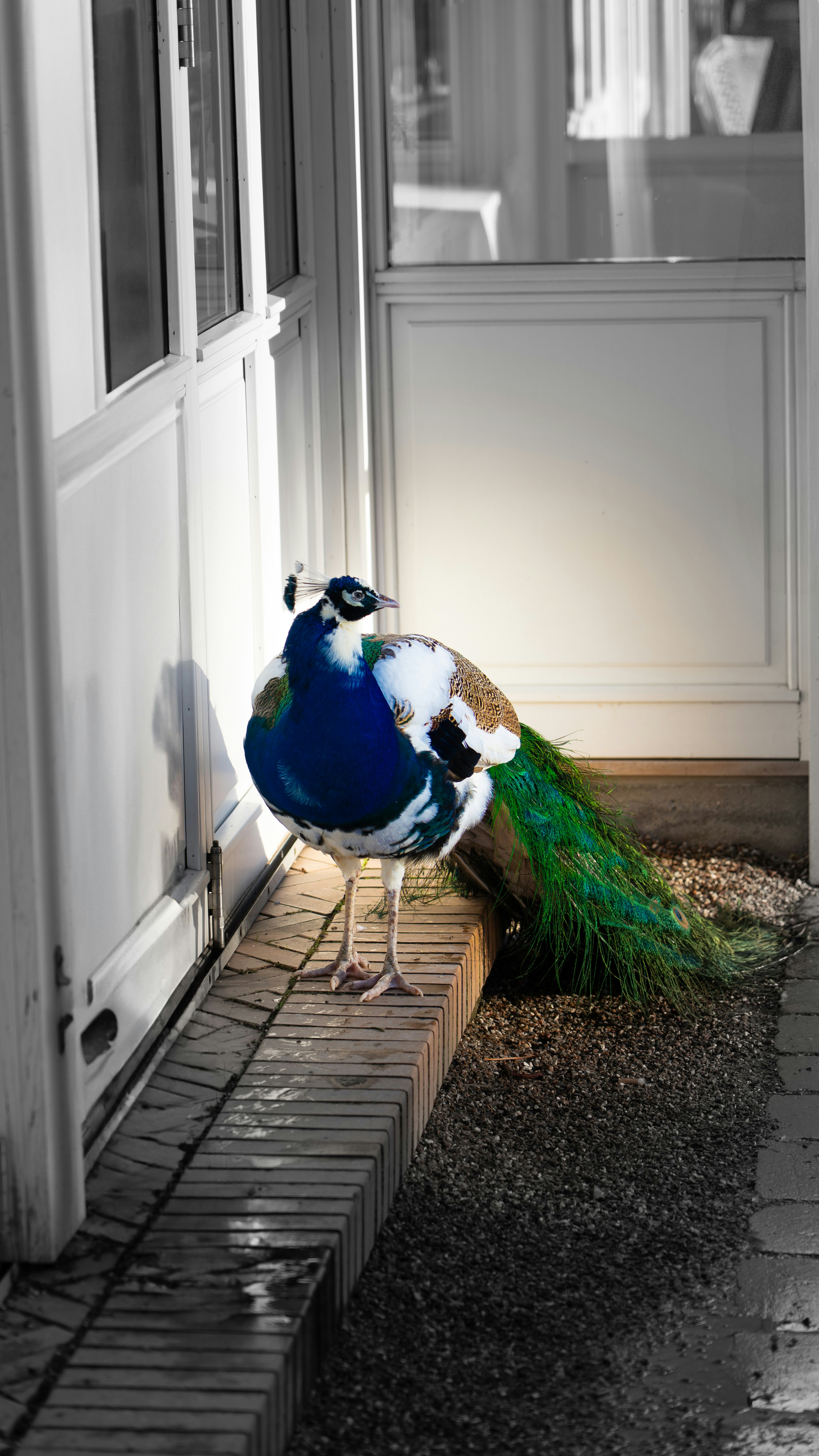 A peacock stands on a wooden ledge near a door.