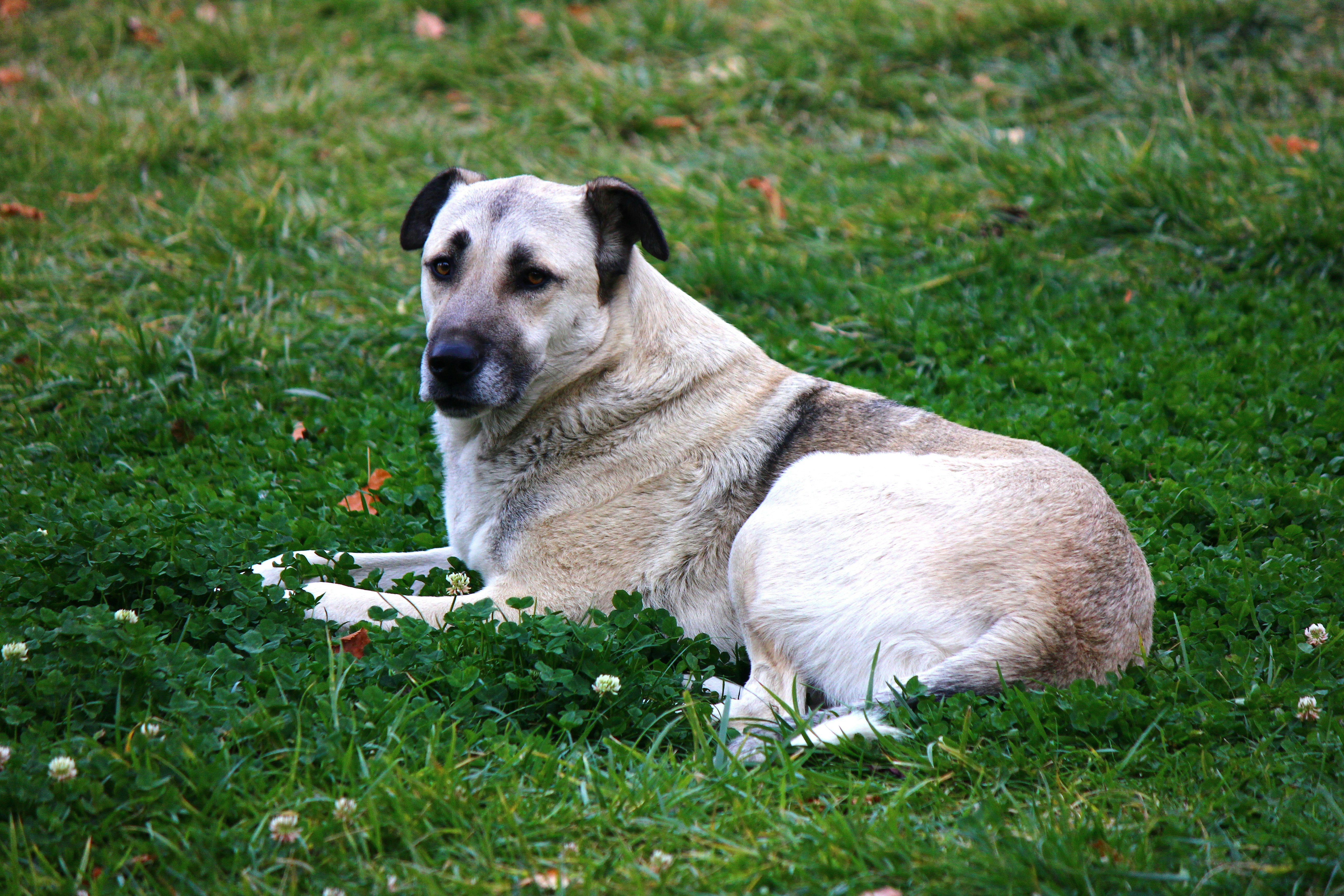 A large dog rests on a grassy lawn.