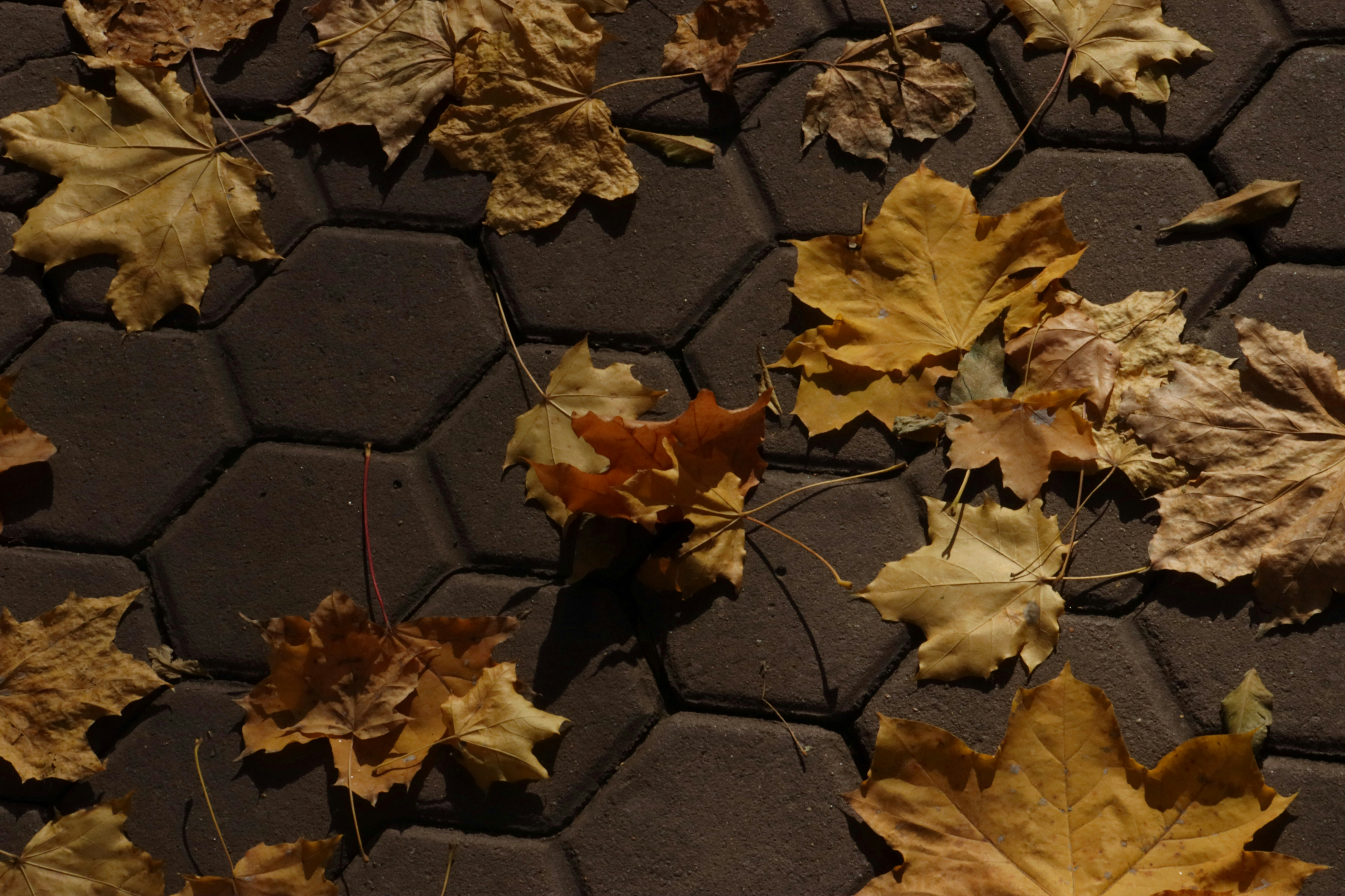 Photo by bored_mongoose