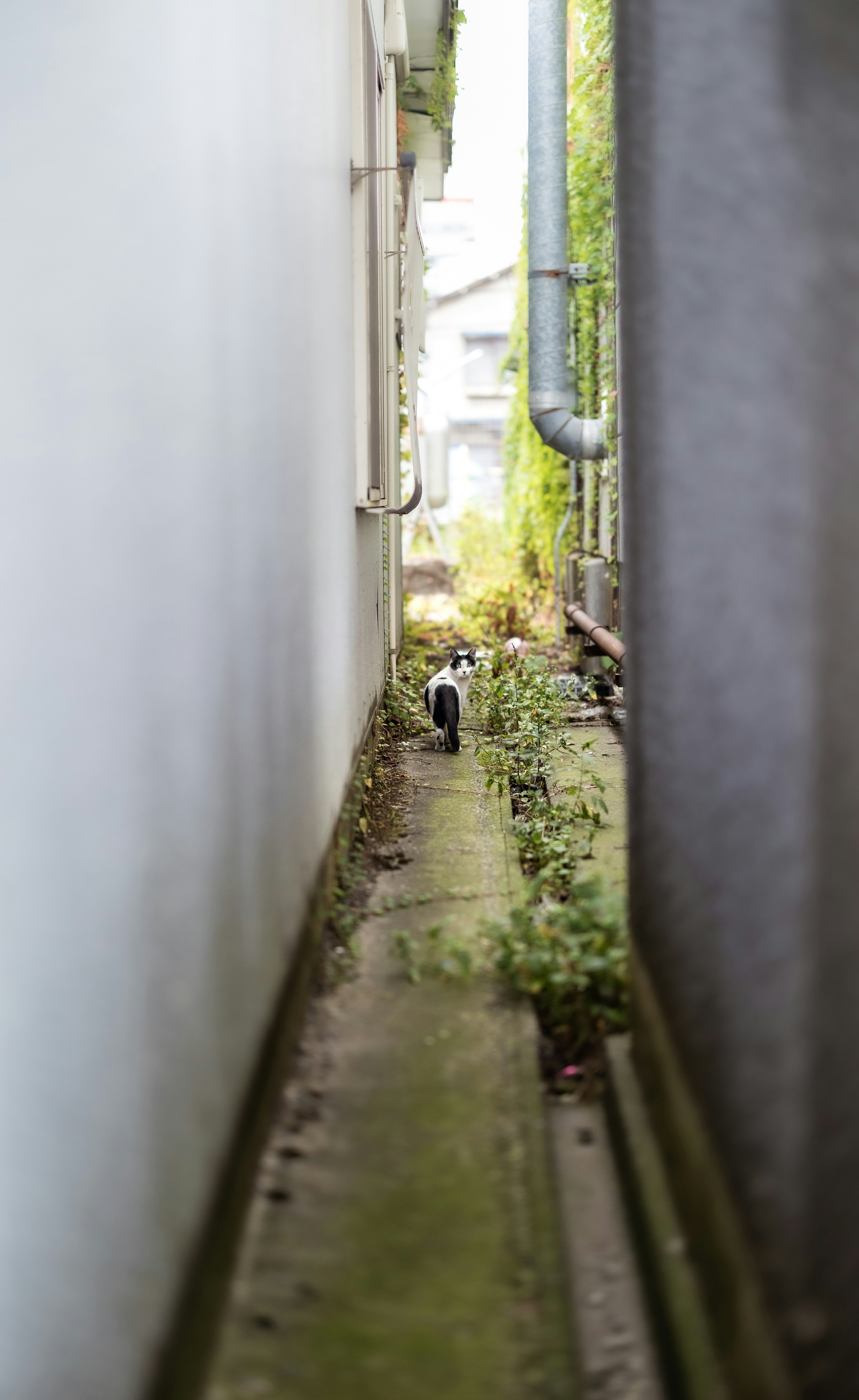 A black and white cat walks down a narrow alley.