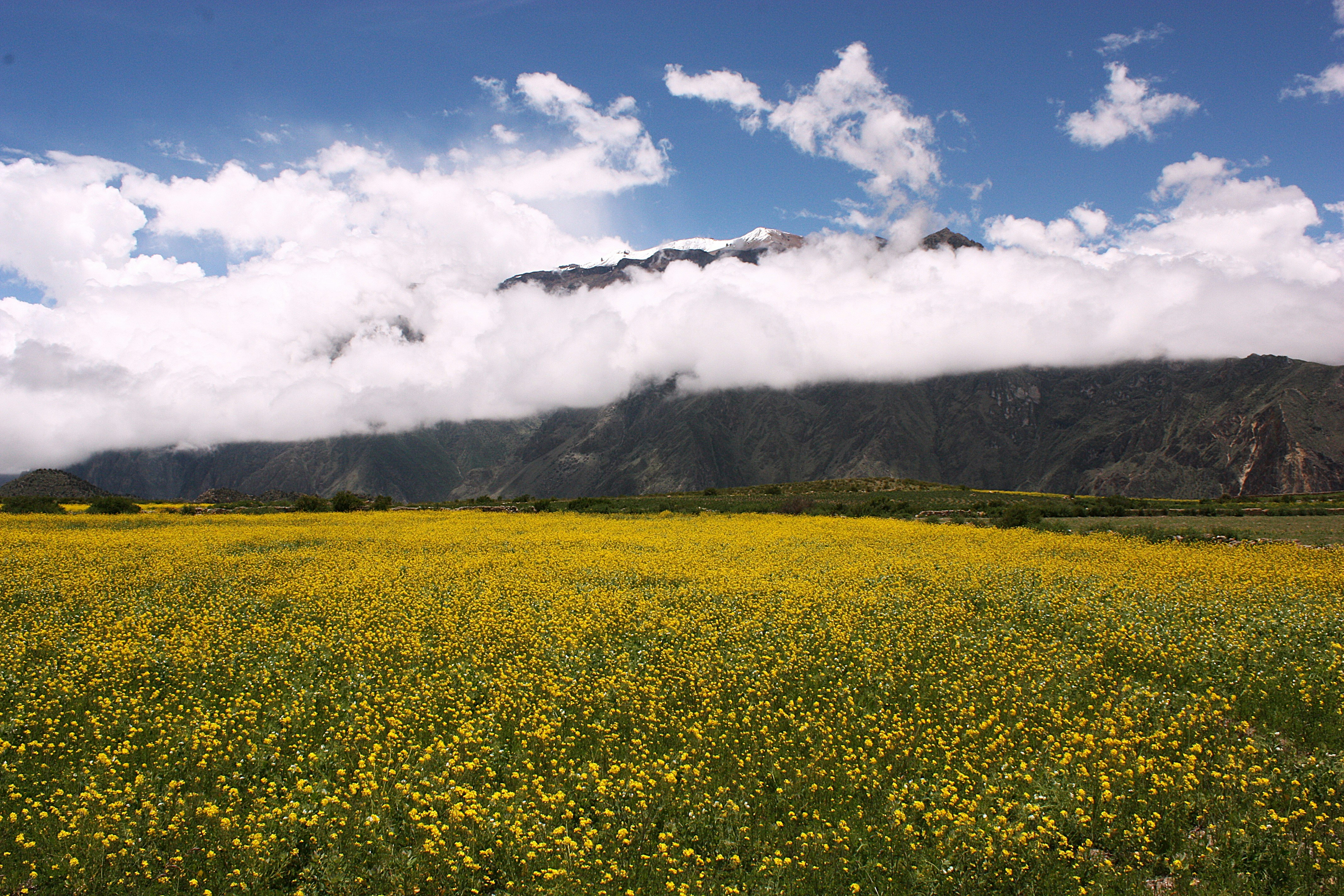 Spring Flower Blooms: Best Locations to Visit