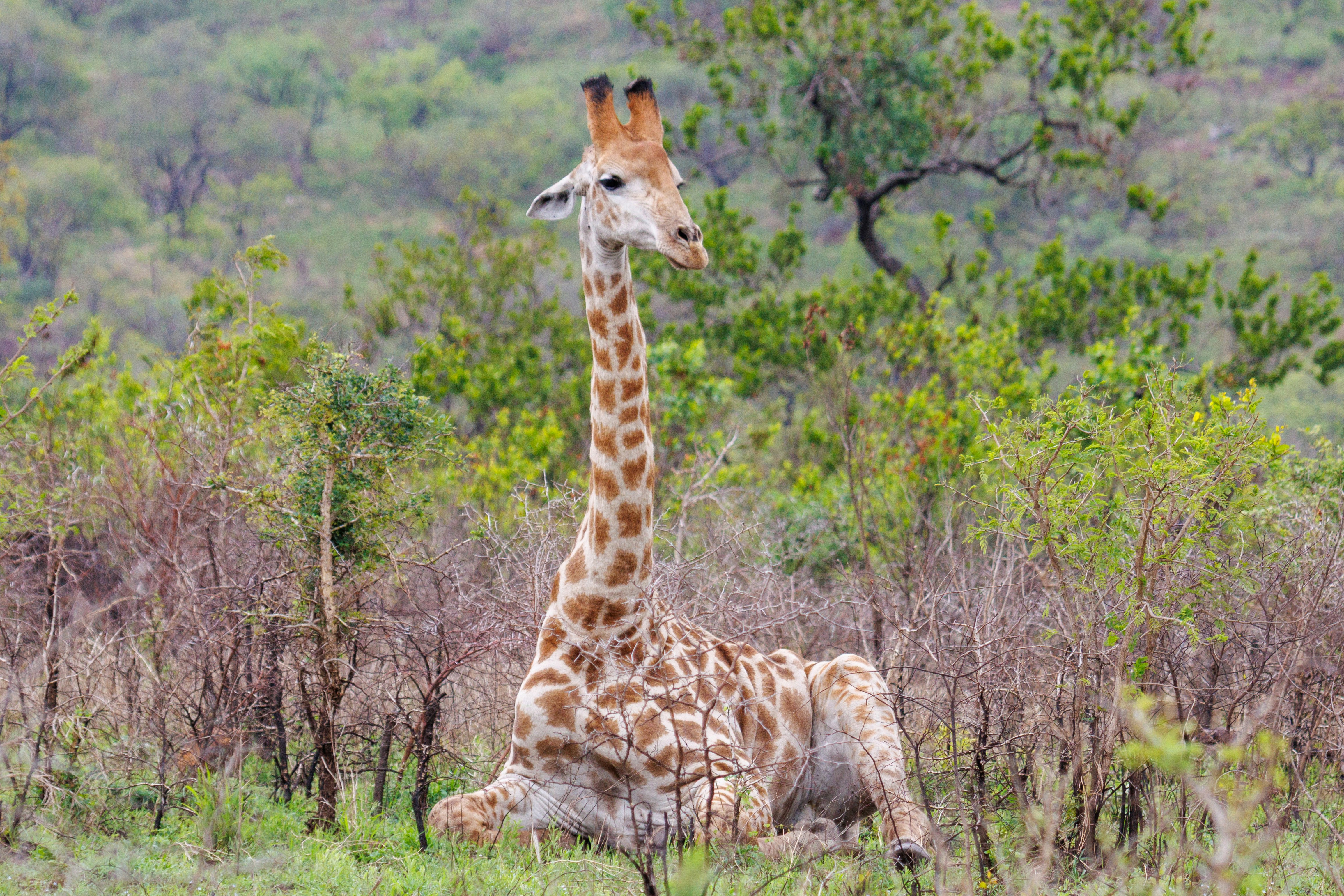A giraffe sits resting in a grassy savanna.