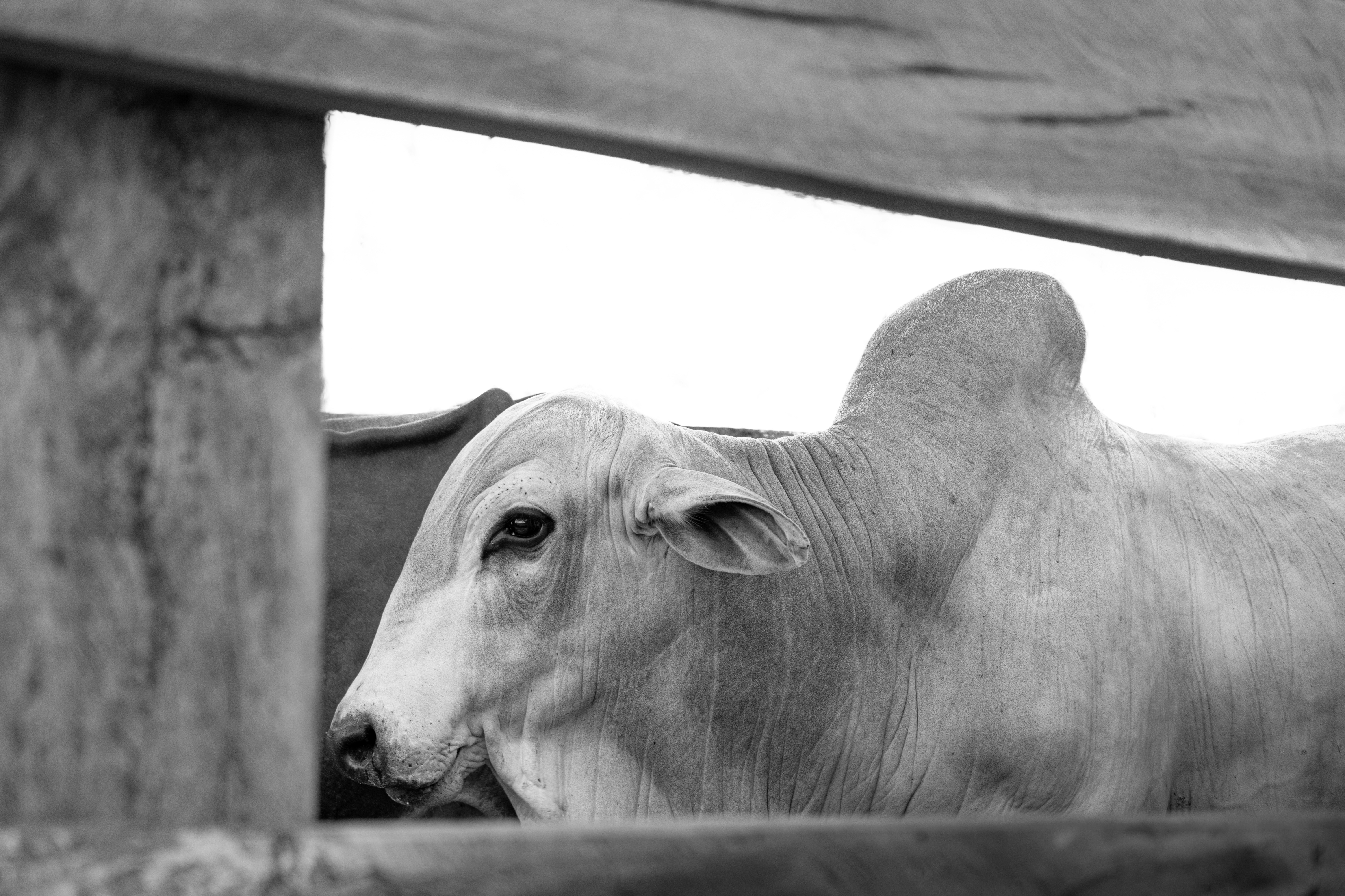 A close-up black and white of a cow's head