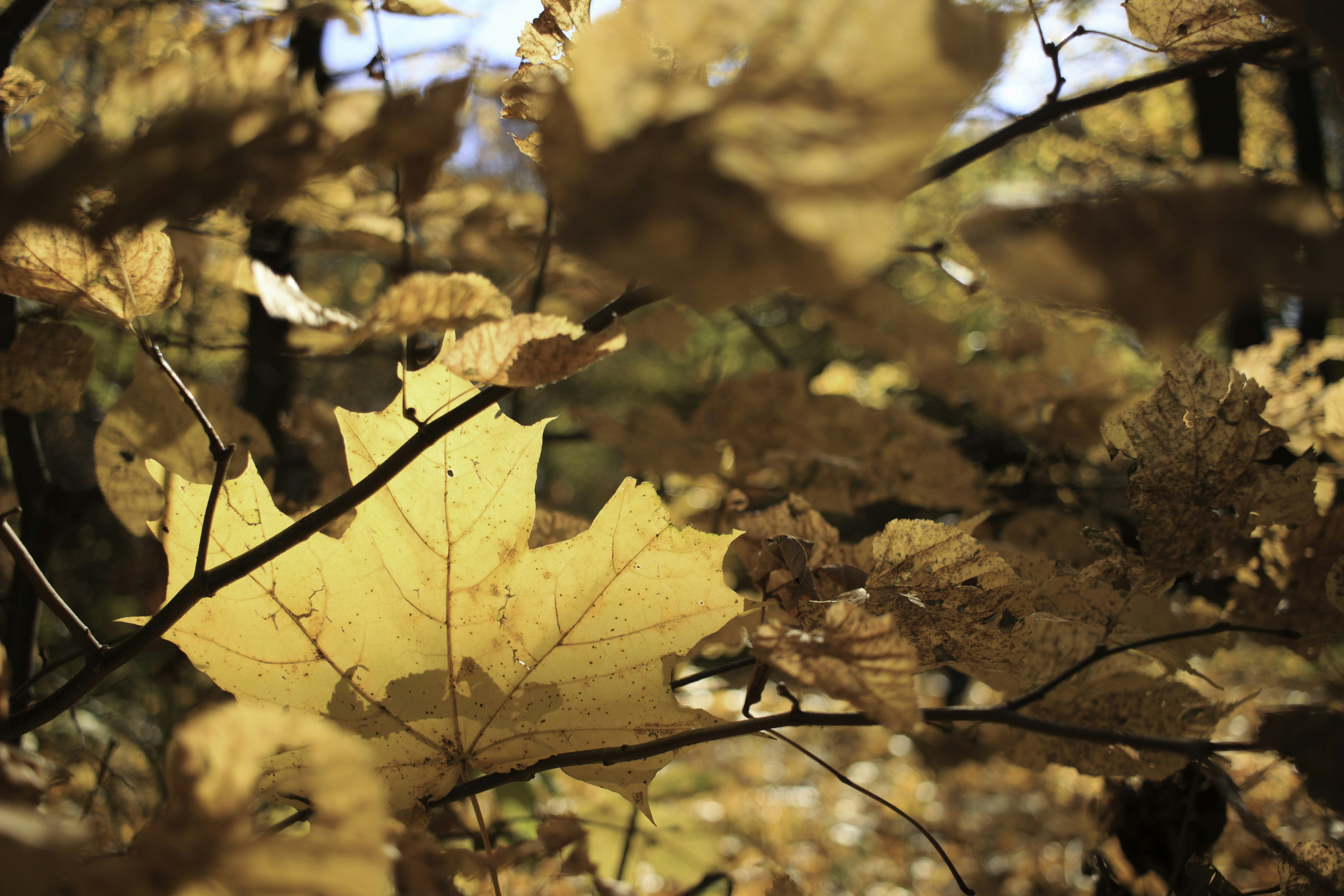 Close-up of yellow autumn leaves on branches