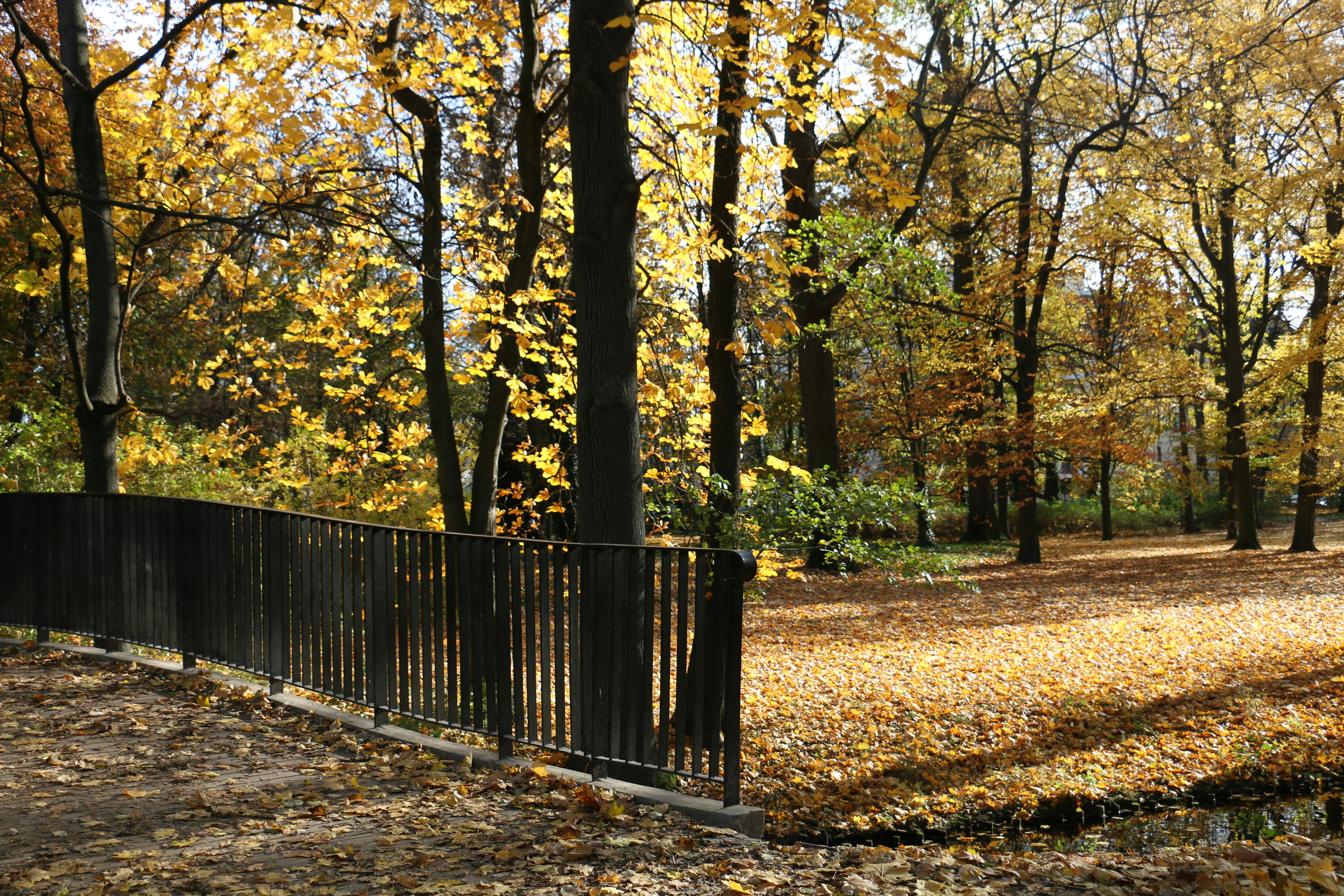 Autumn park with fallen leaves and trees