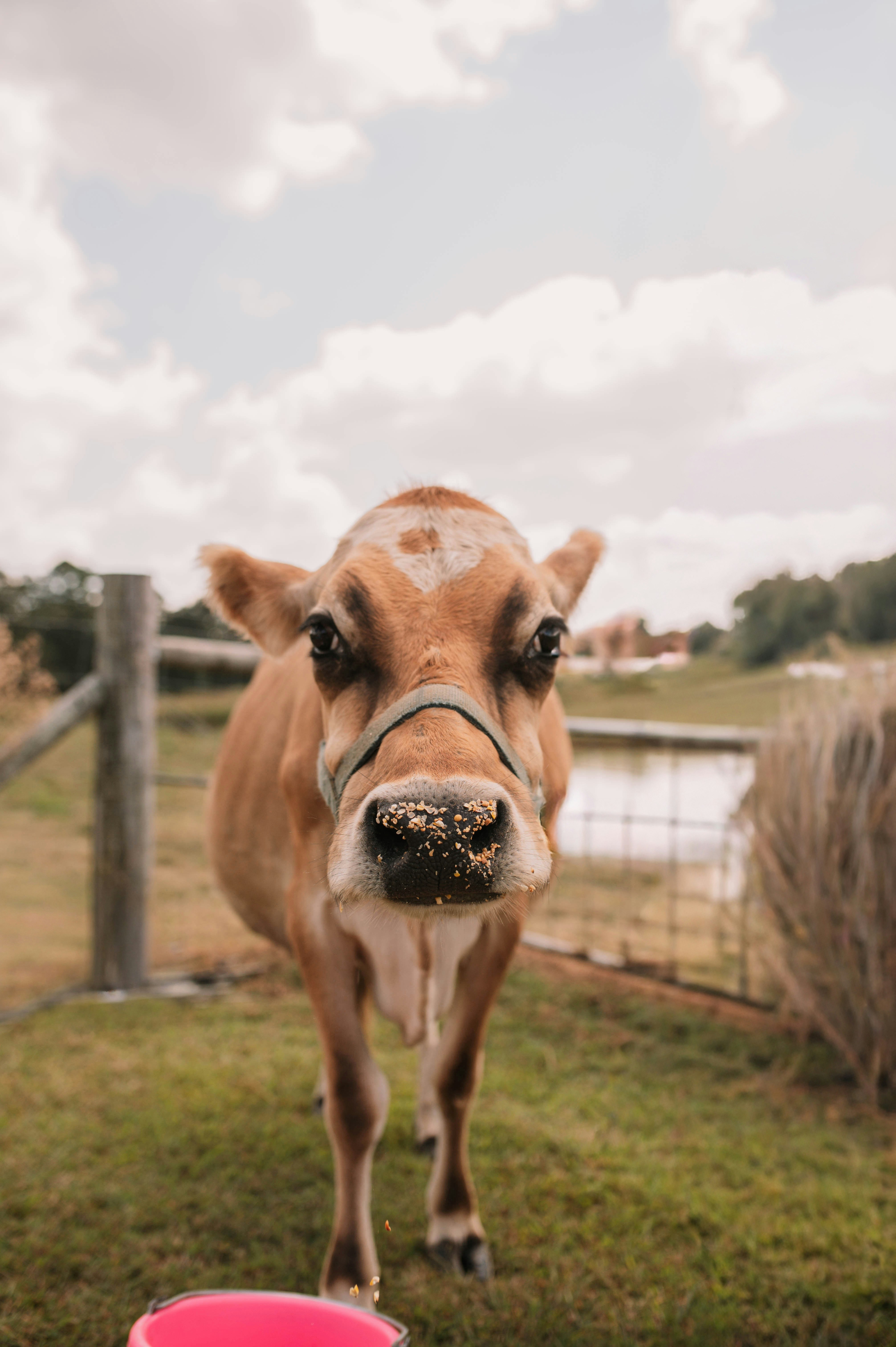 A curious cow with a halter looks at the camera.