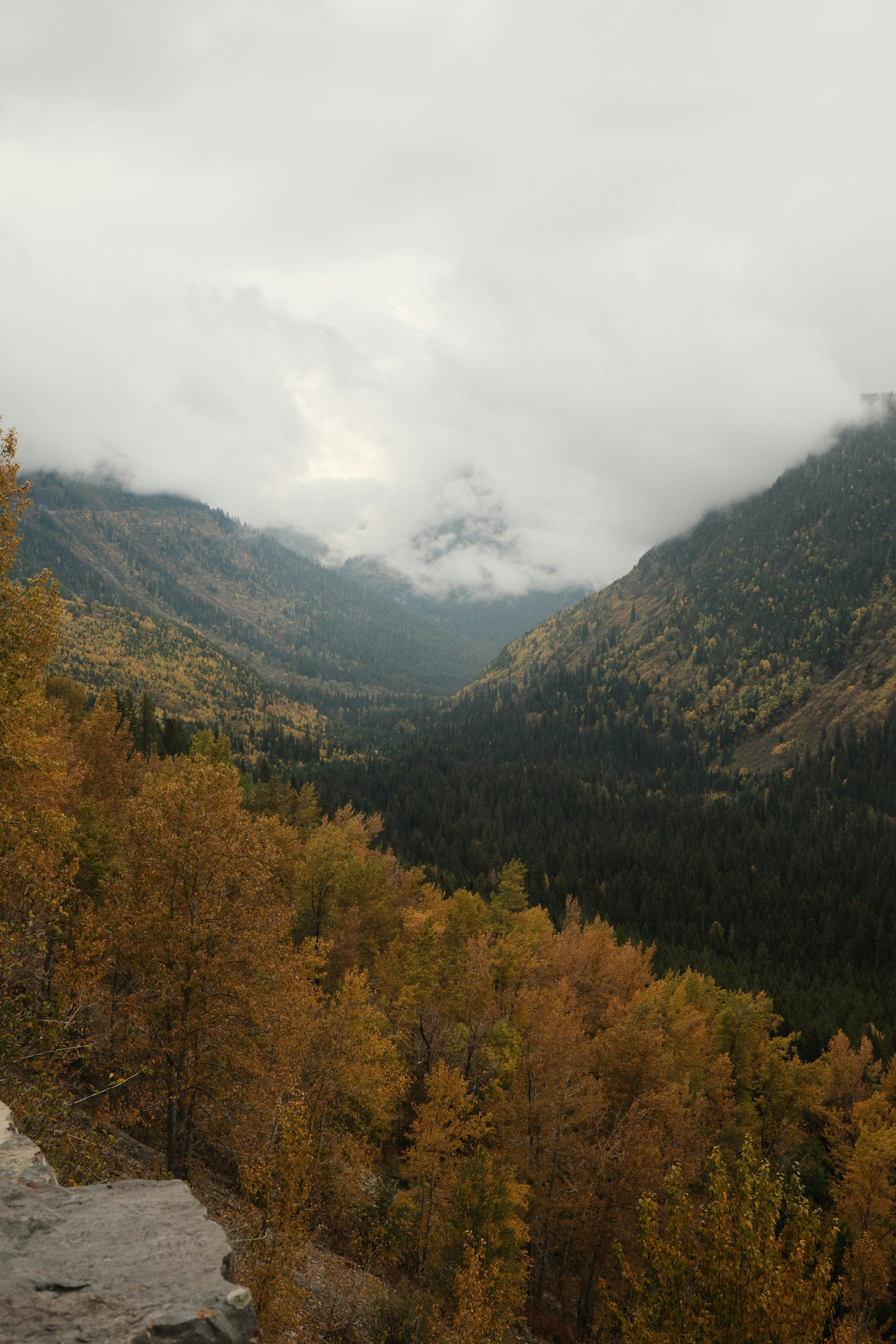 Autumn forest valley shrouded in mist under cloudy skies