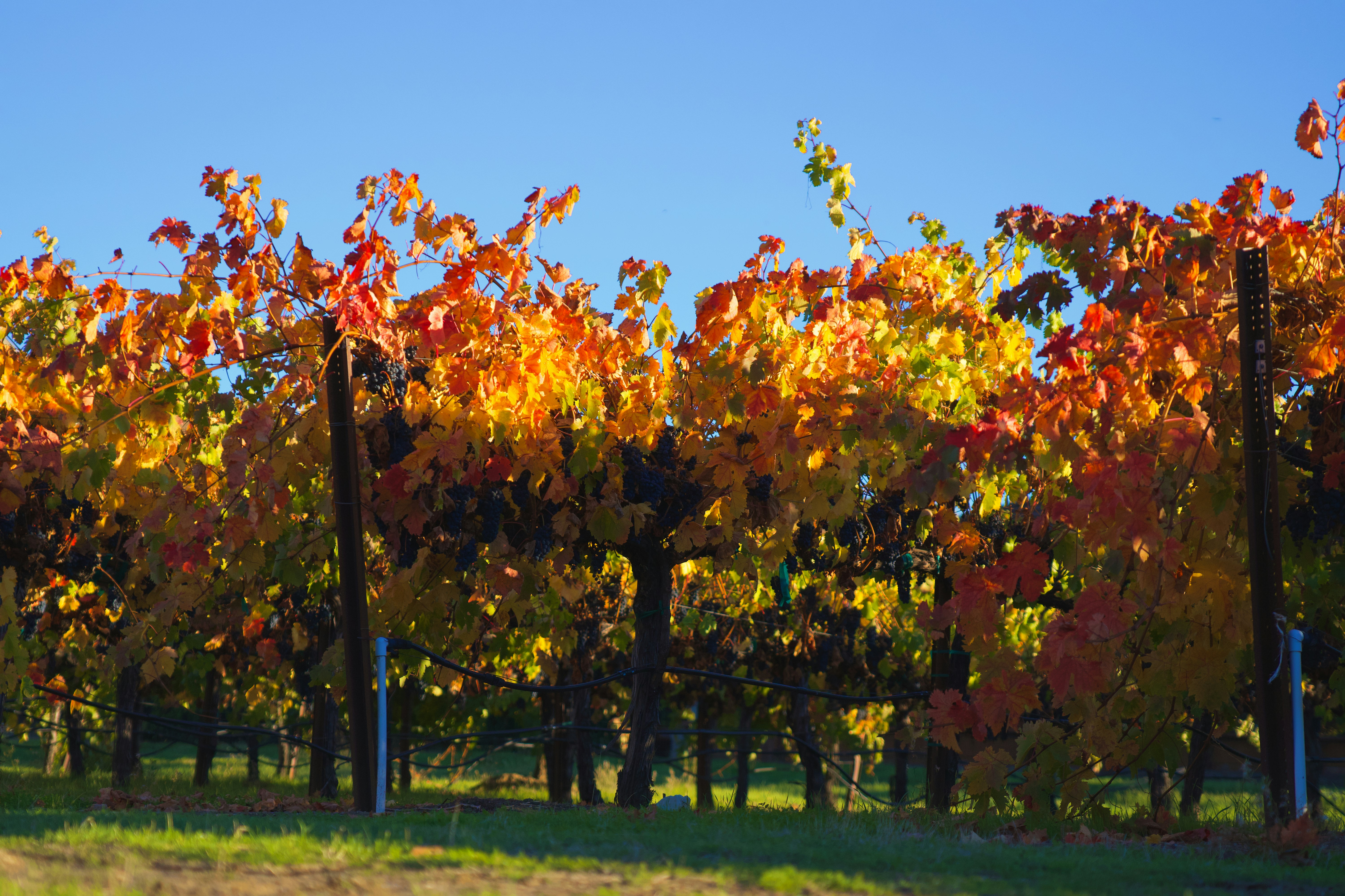 Photo by spencer_demera