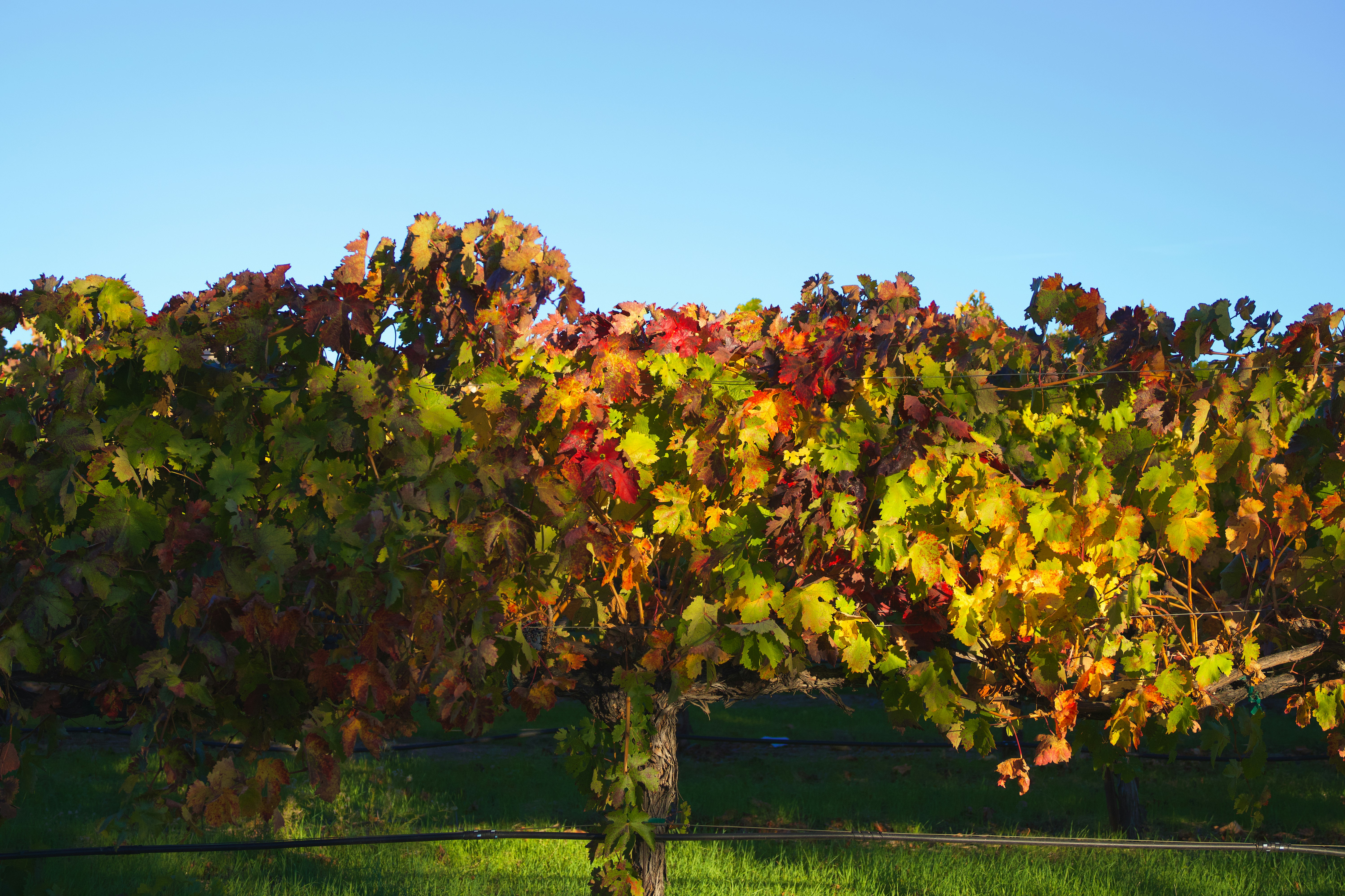 Photo by spencer_demera