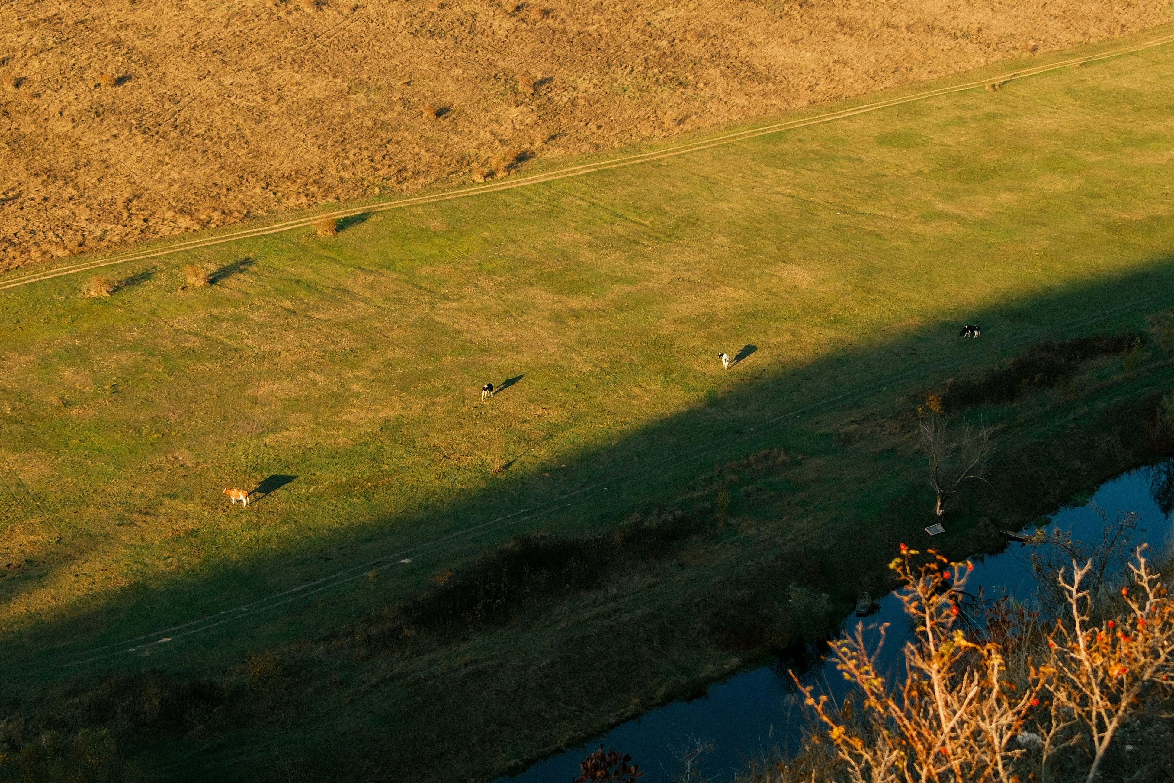 Sheep grazing in a sunlit grassy field