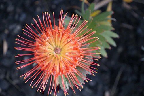 durban flowers - orange pincushion protea