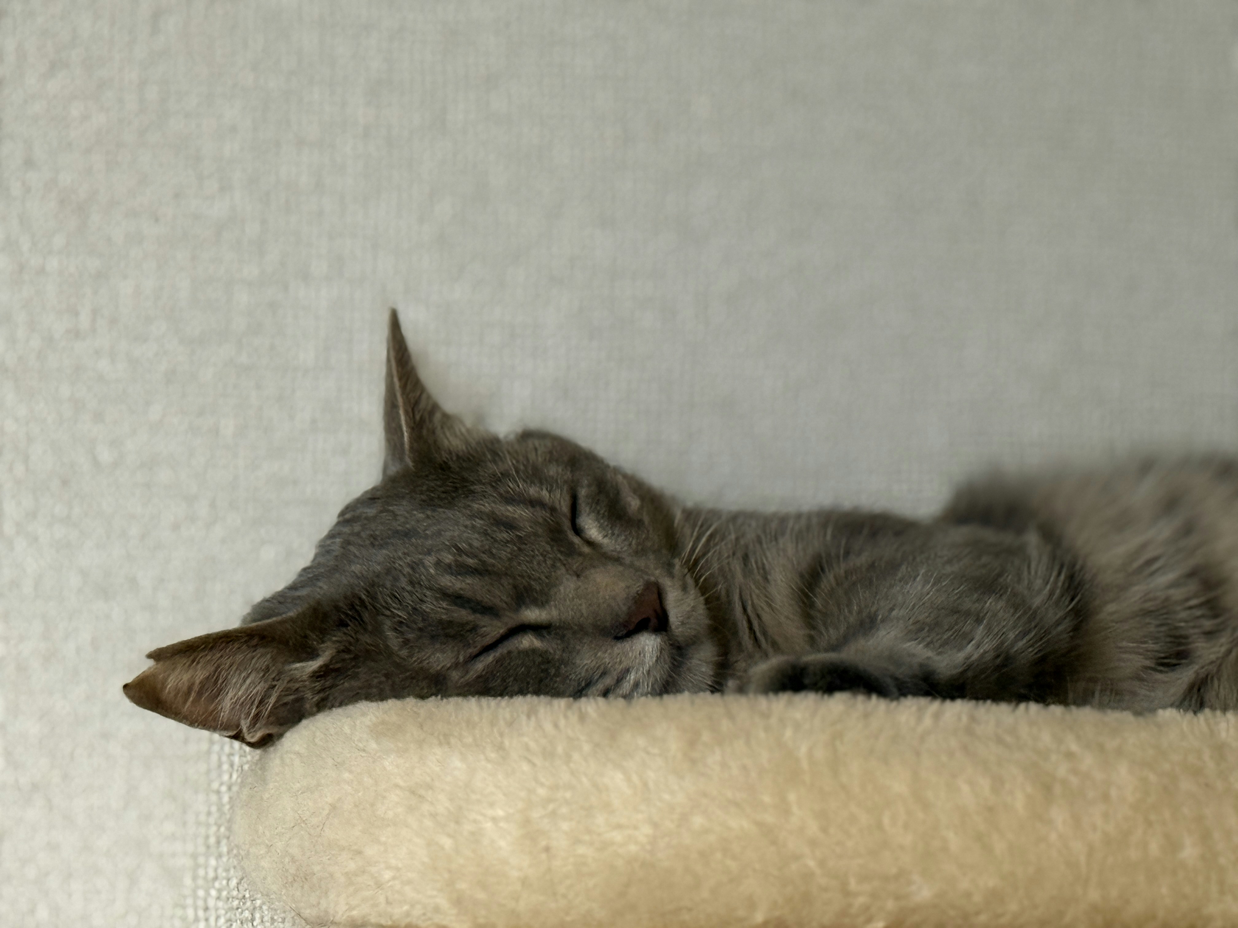 A grey tabby cat sleeps peacefully on a perch.