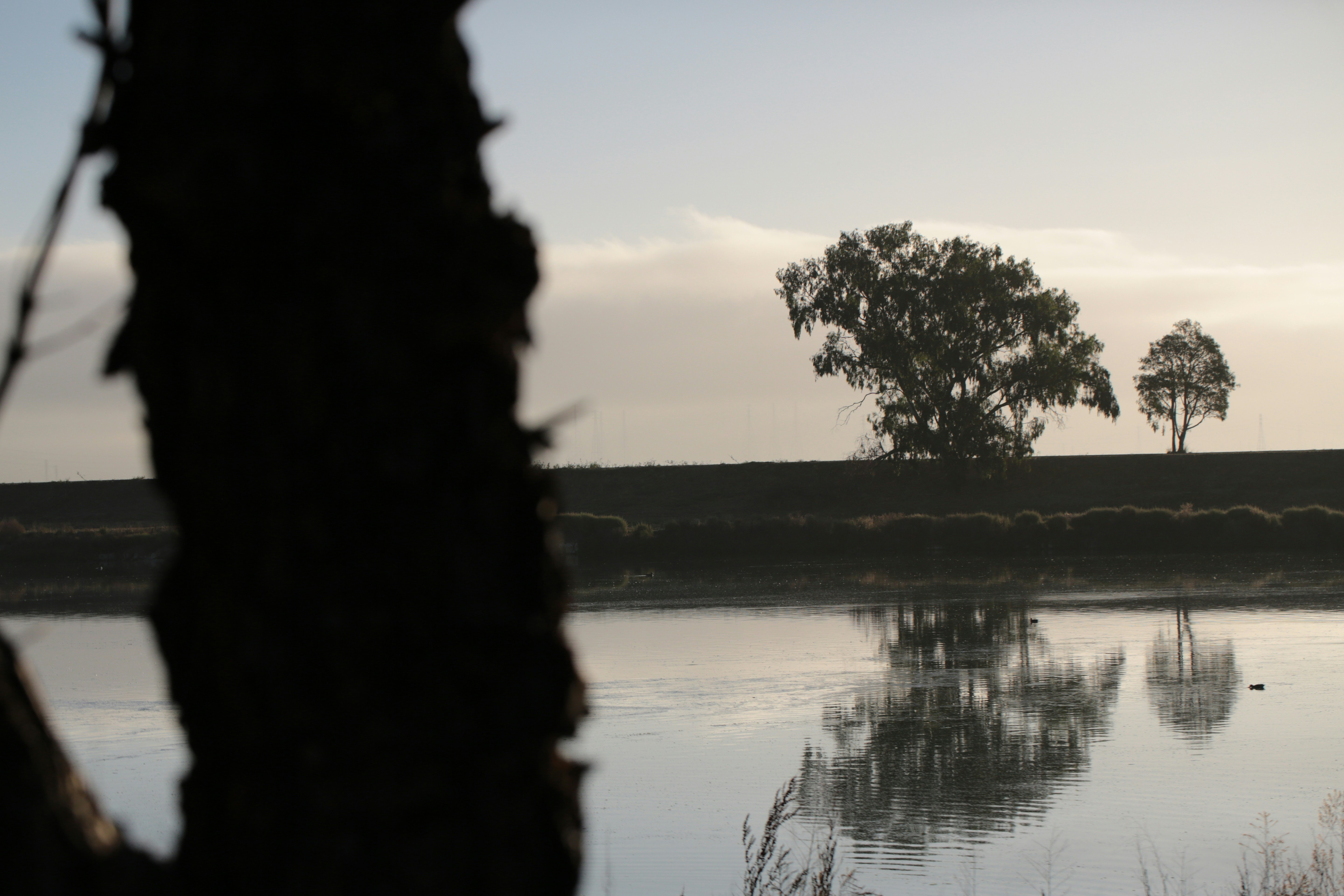 Two trees reflected in calm water at sunrise