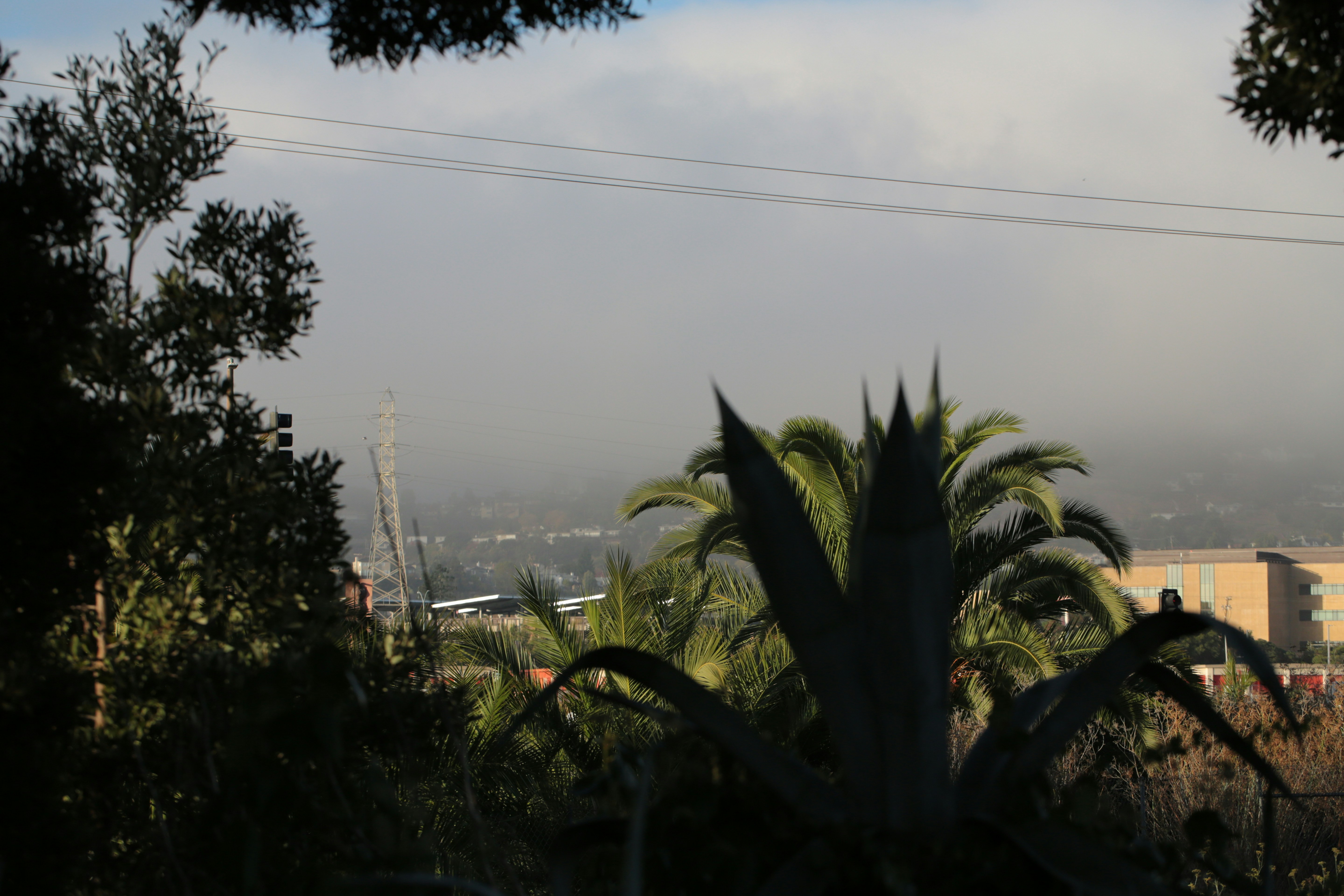 Silhouette of trees and plants against a hazy distant cityscape.
