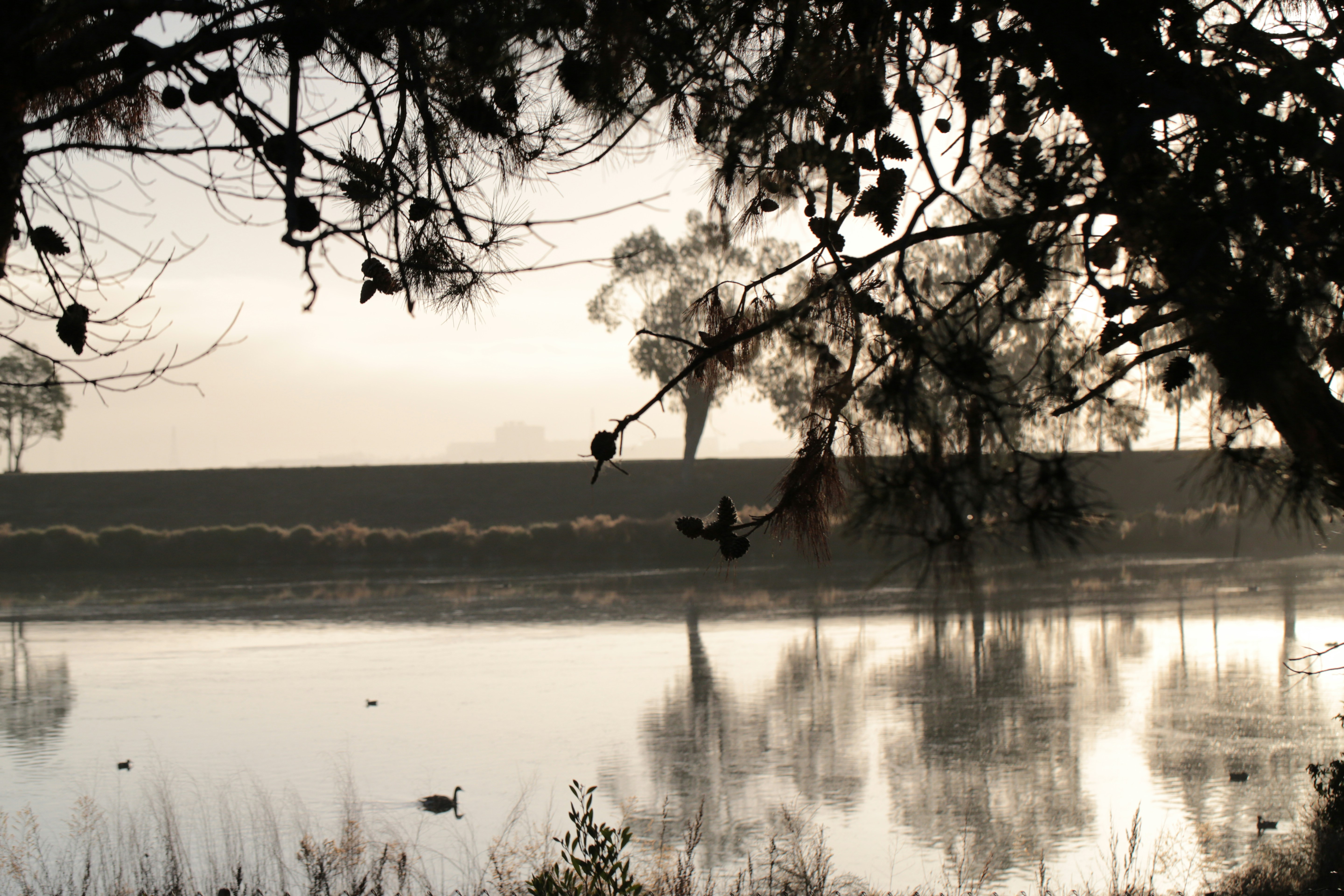 Calm lake with trees and reflections at dawn