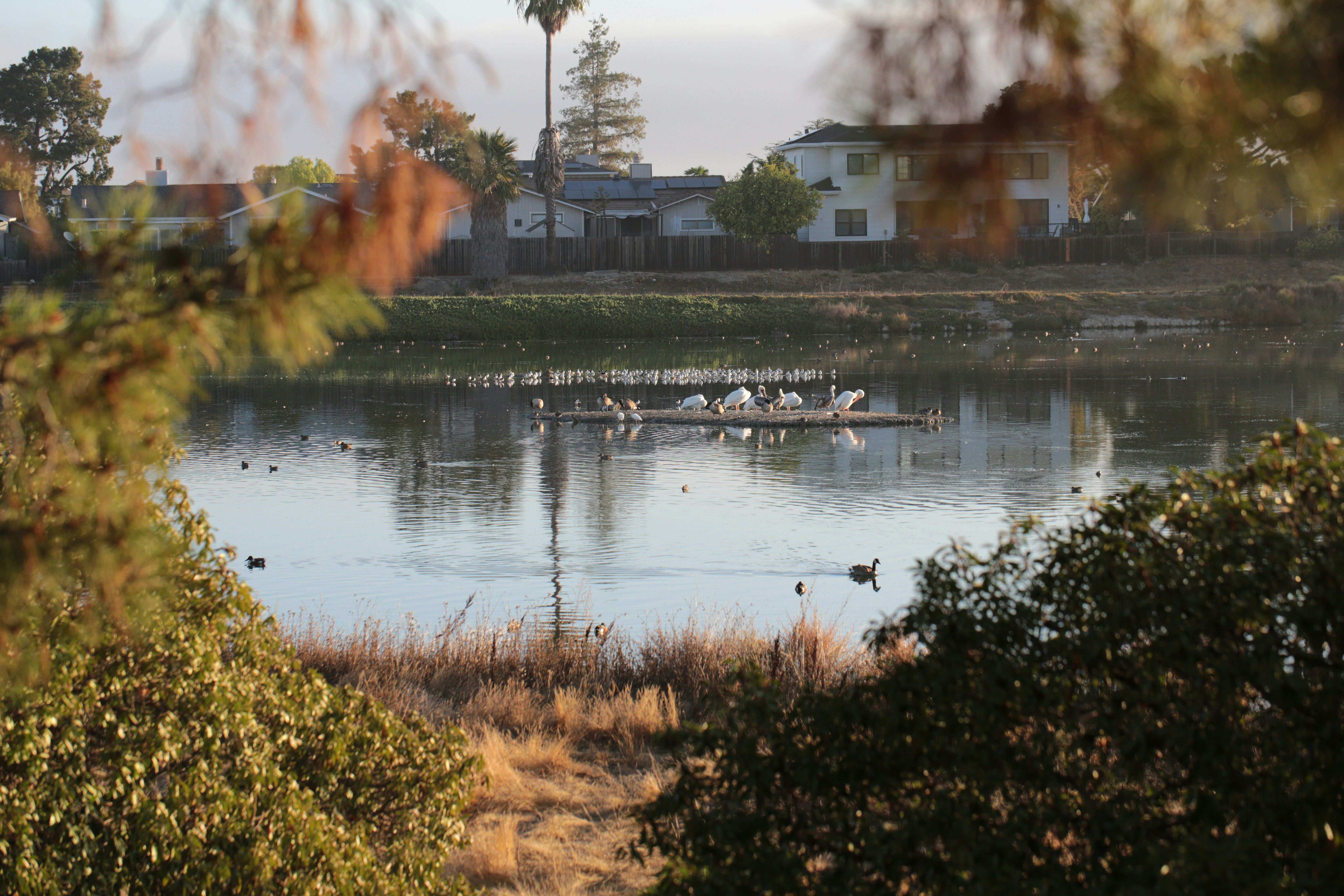 Birds gathered on a floating platform in a calm lake.