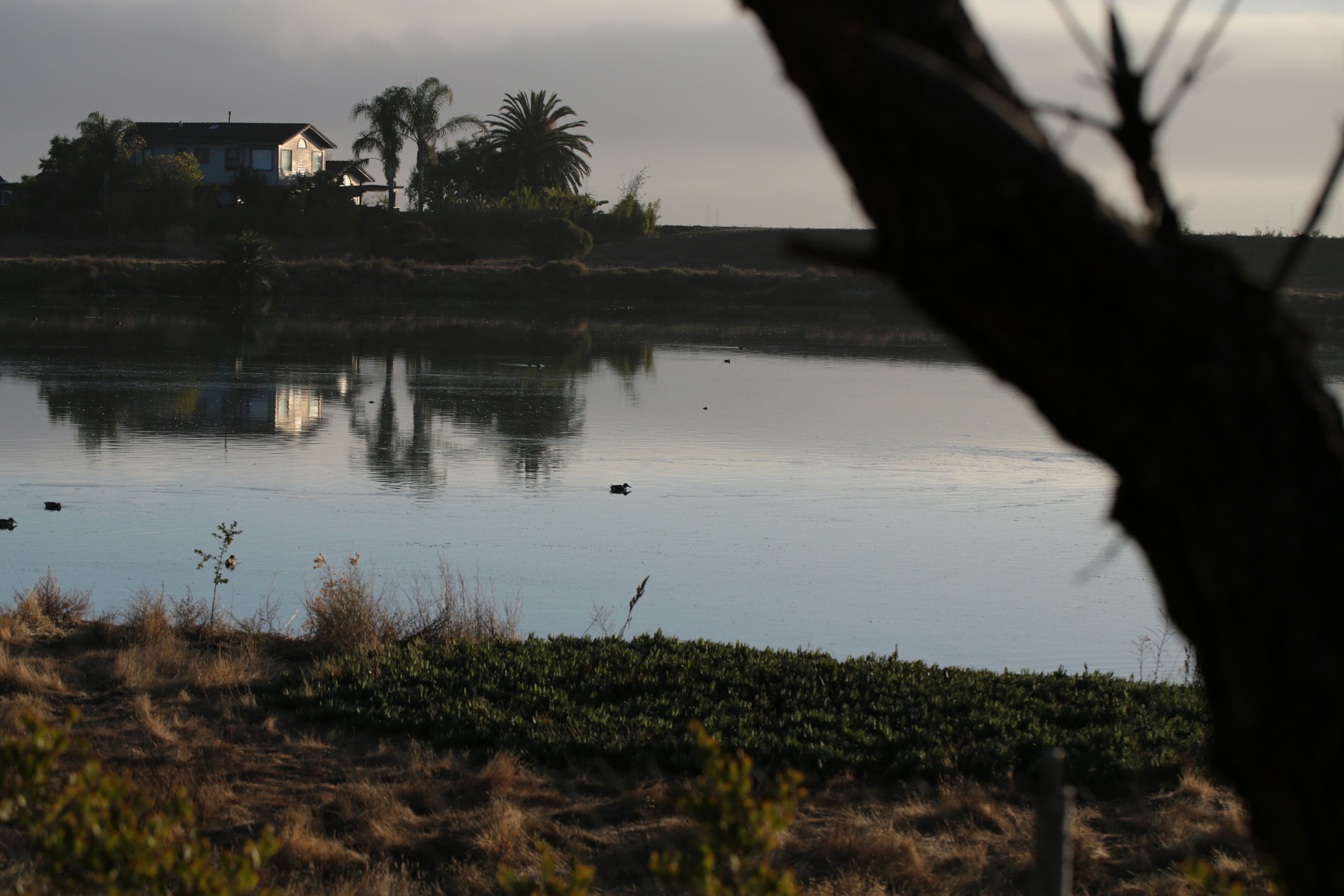 House and palm trees reflected in calm water