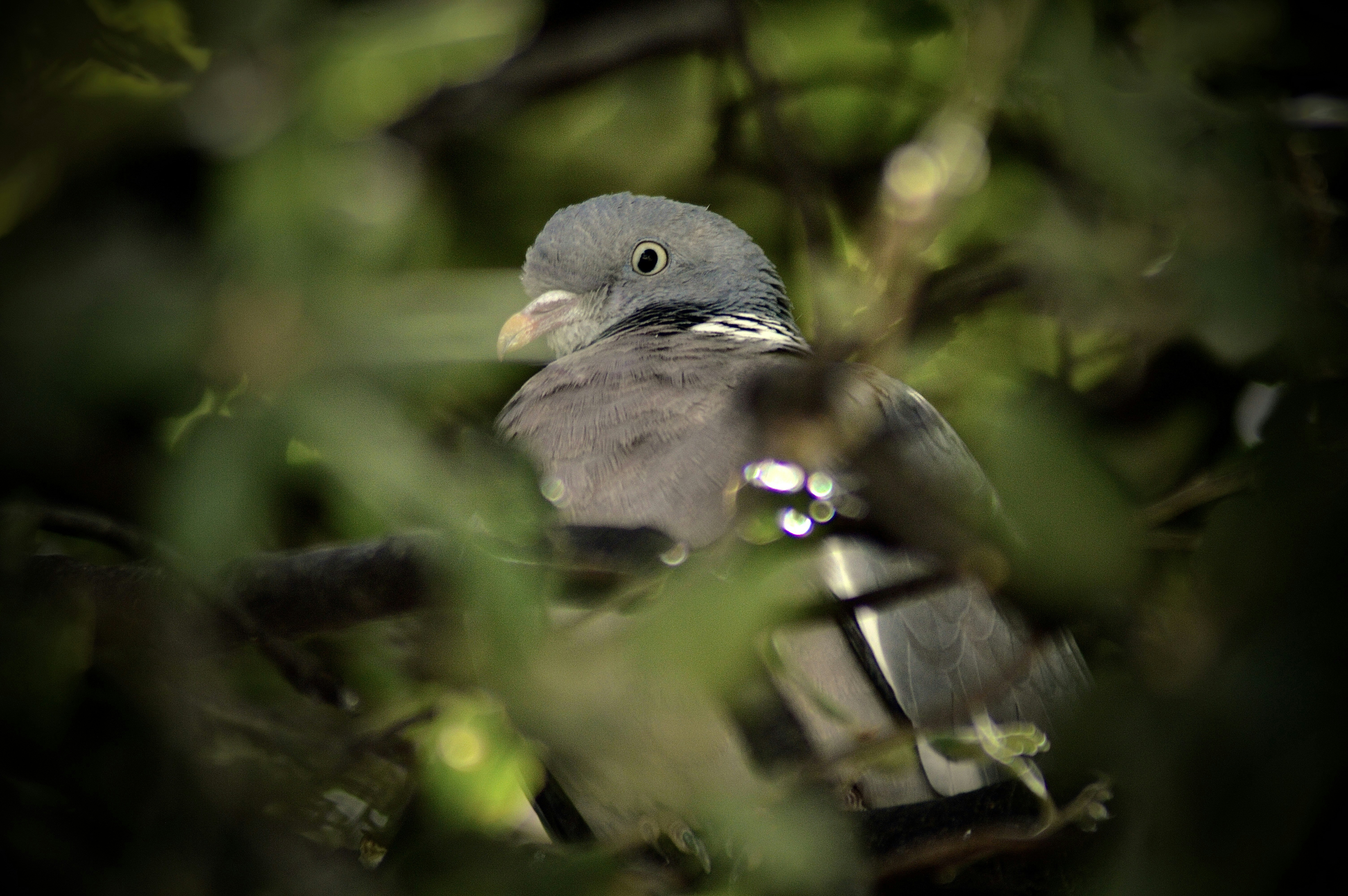 Photo by antoniozarza