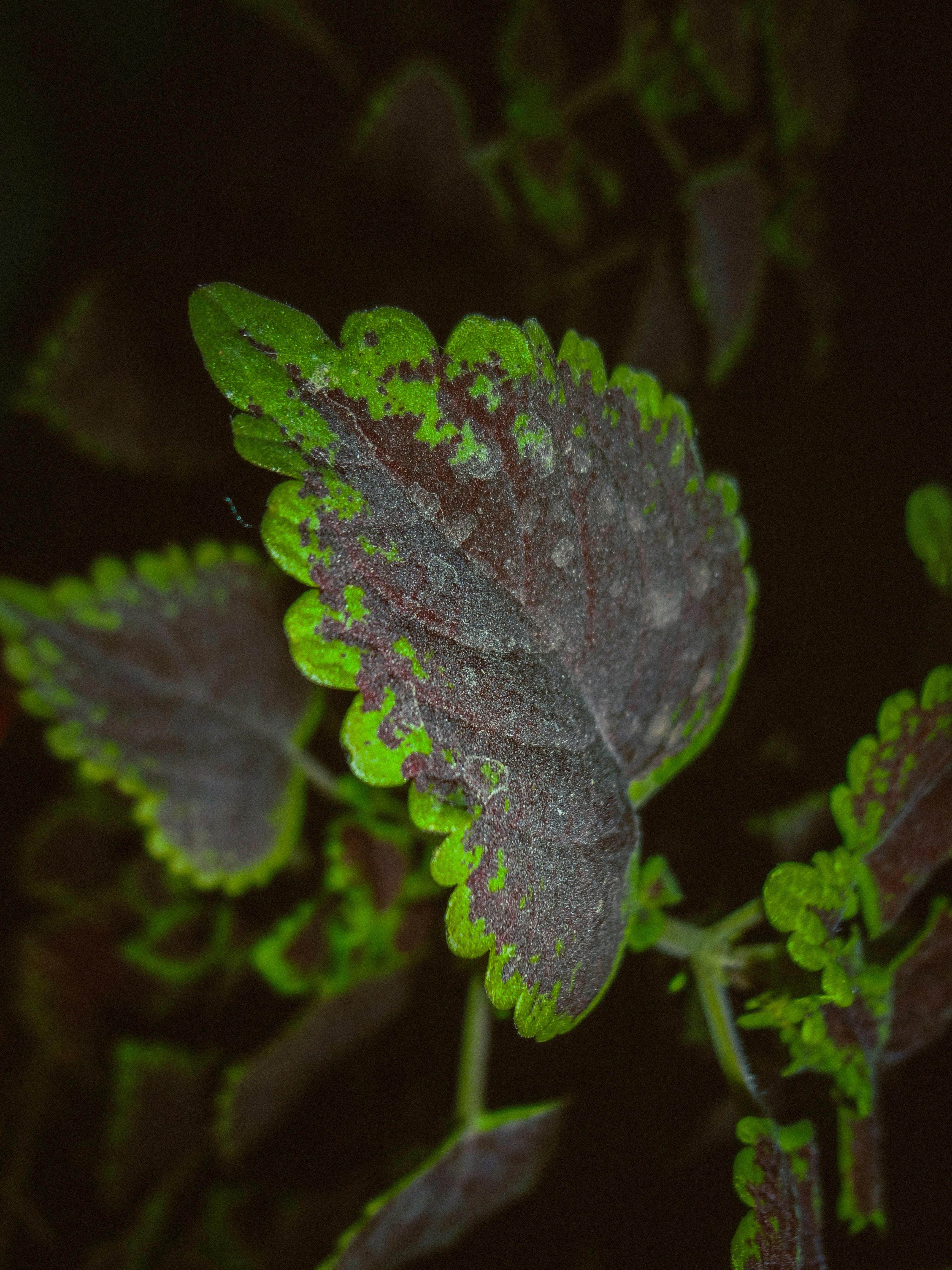 Photo by the_unseen_eye