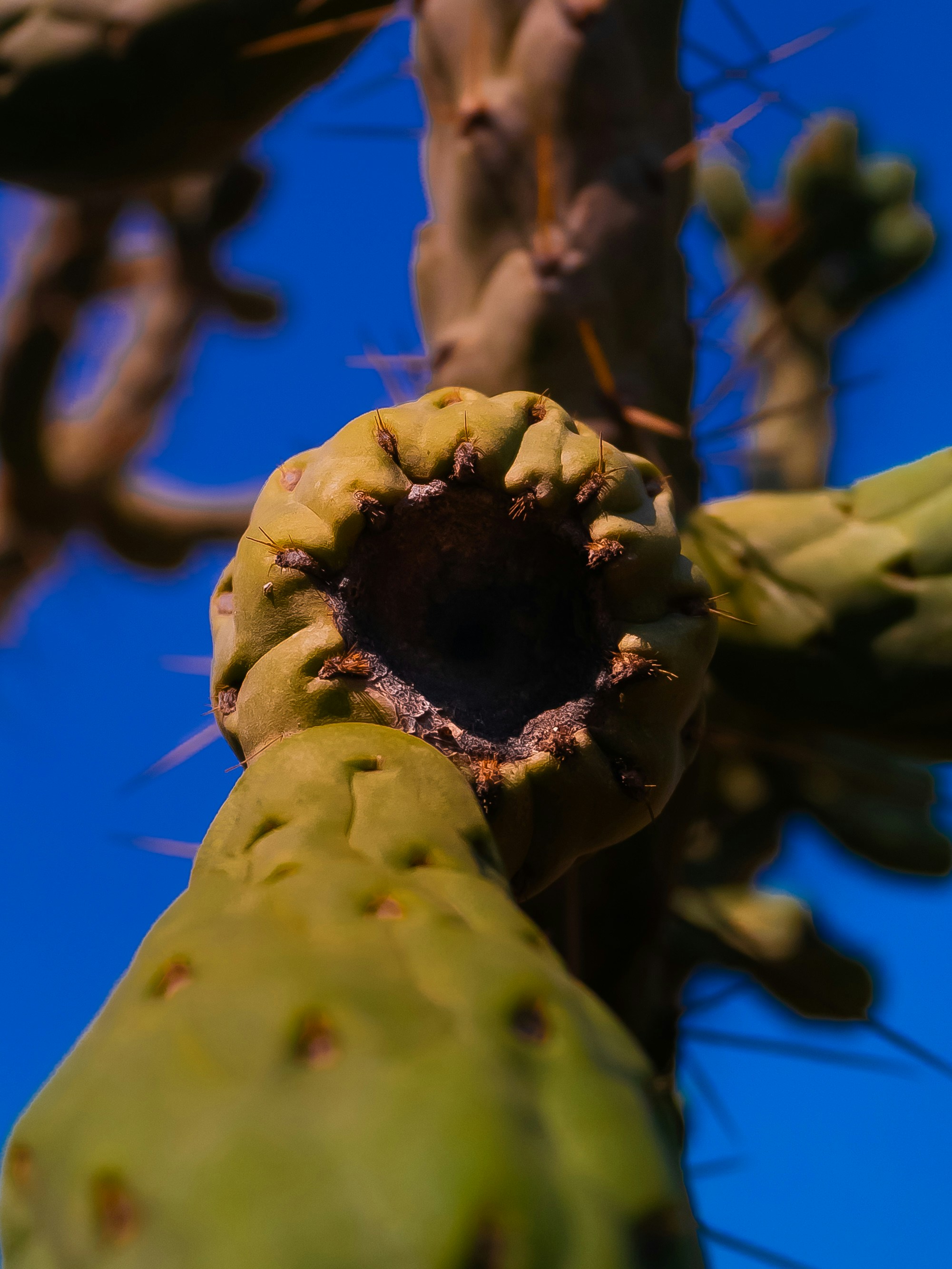 Close-up buah kaktus pir berduri di langit biru