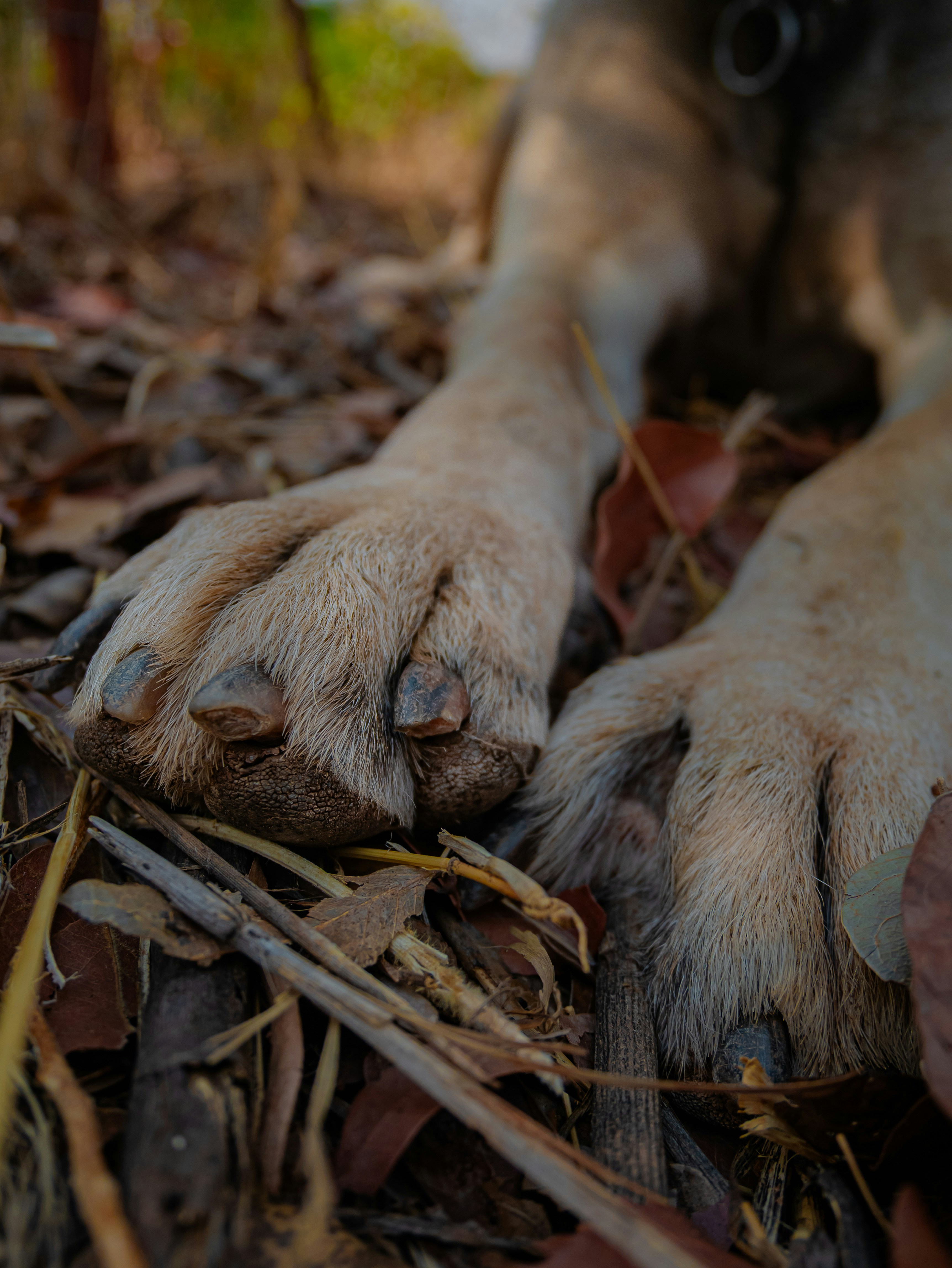 Close-up of a dog's paws resting on dry leaves.