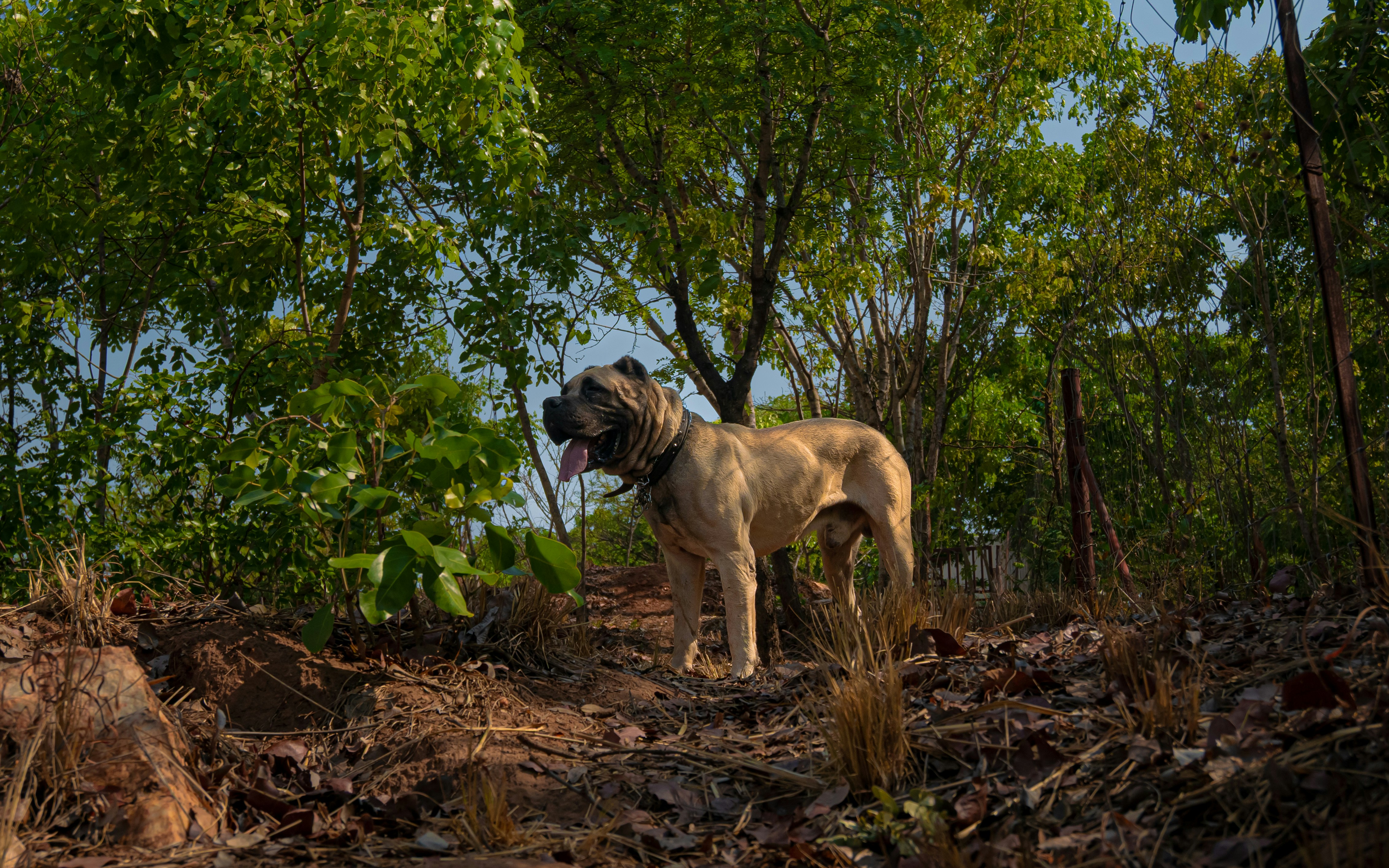 A large dog stands on a rocky, wooded hillside.