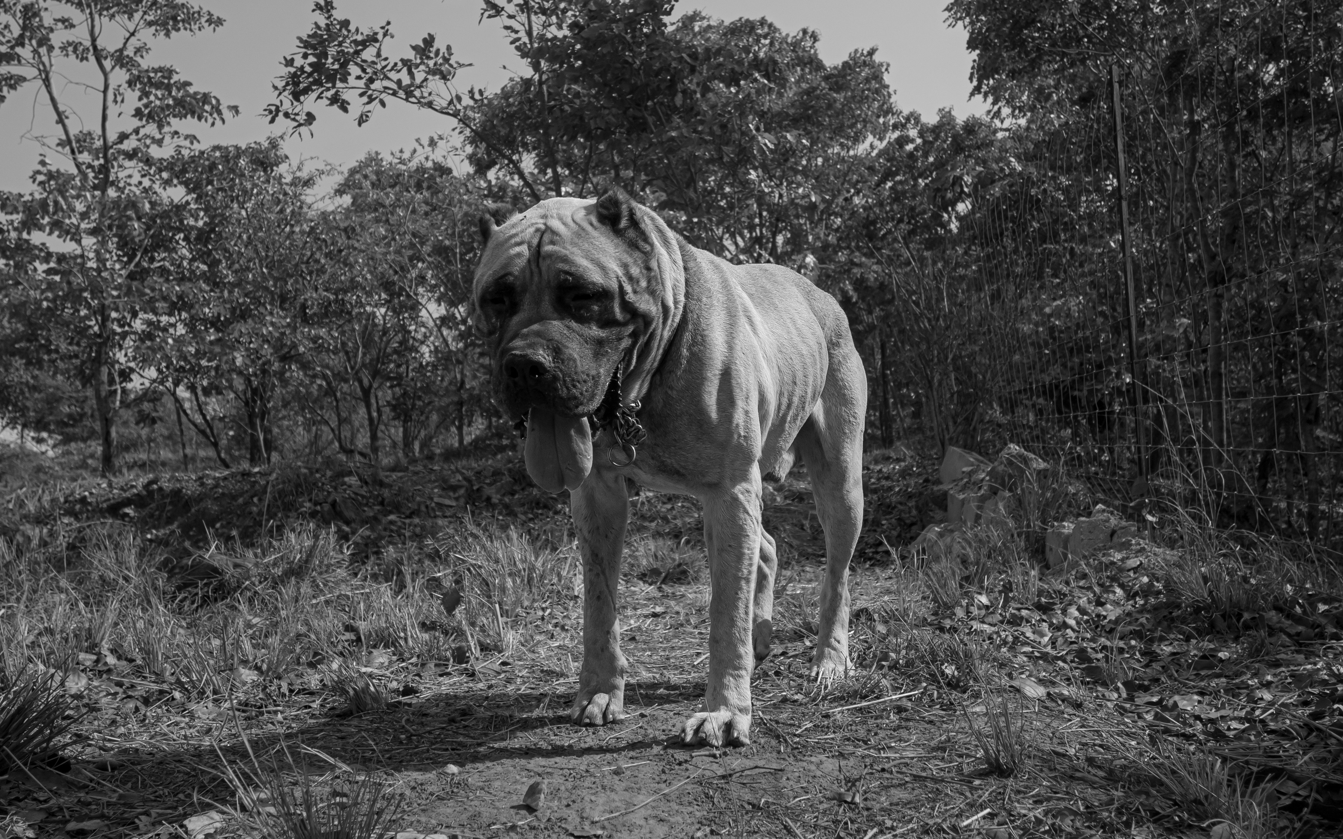 A large dog stands in a wooded area.