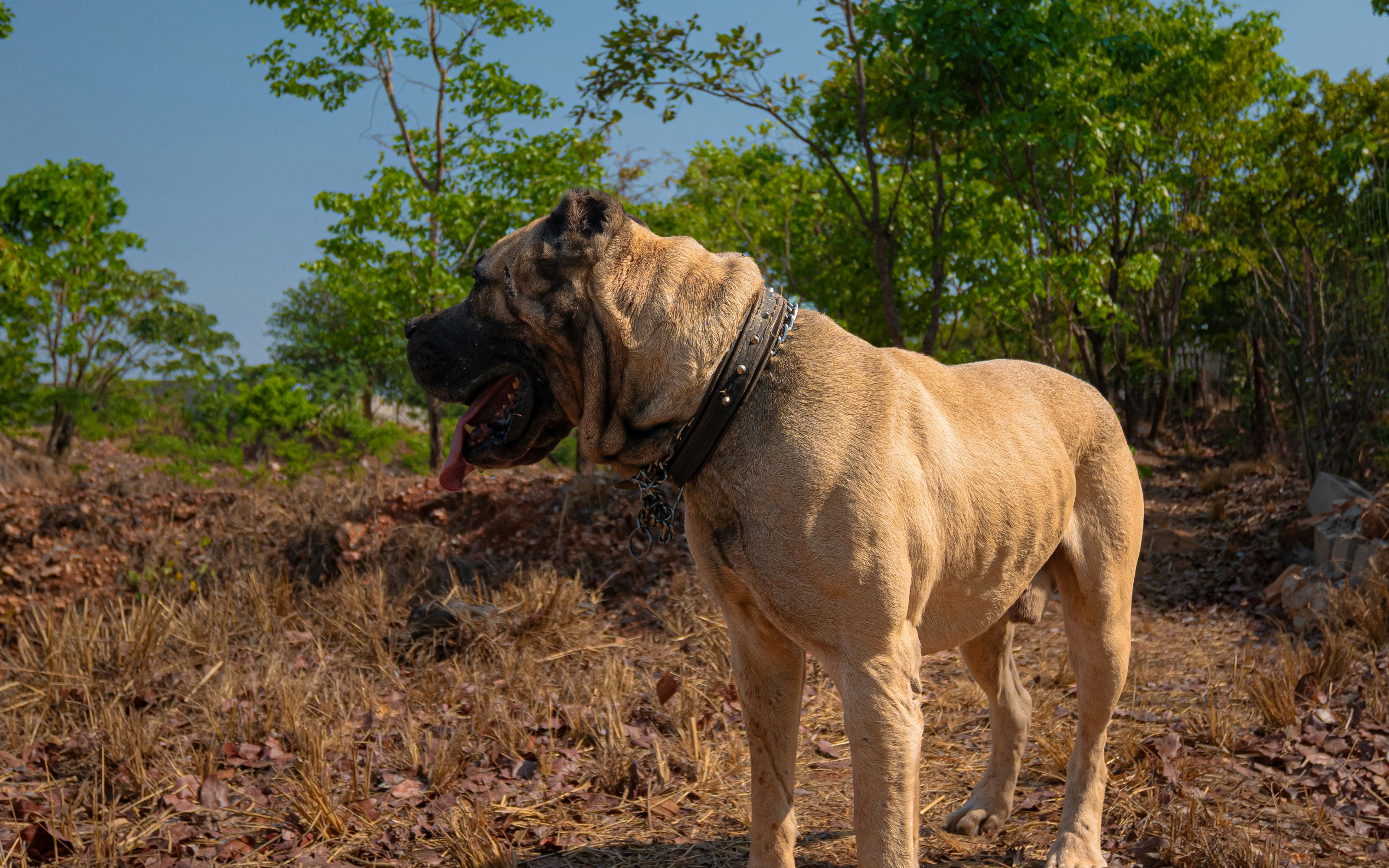 A large tan dog with a spiked collar stands outdoors.