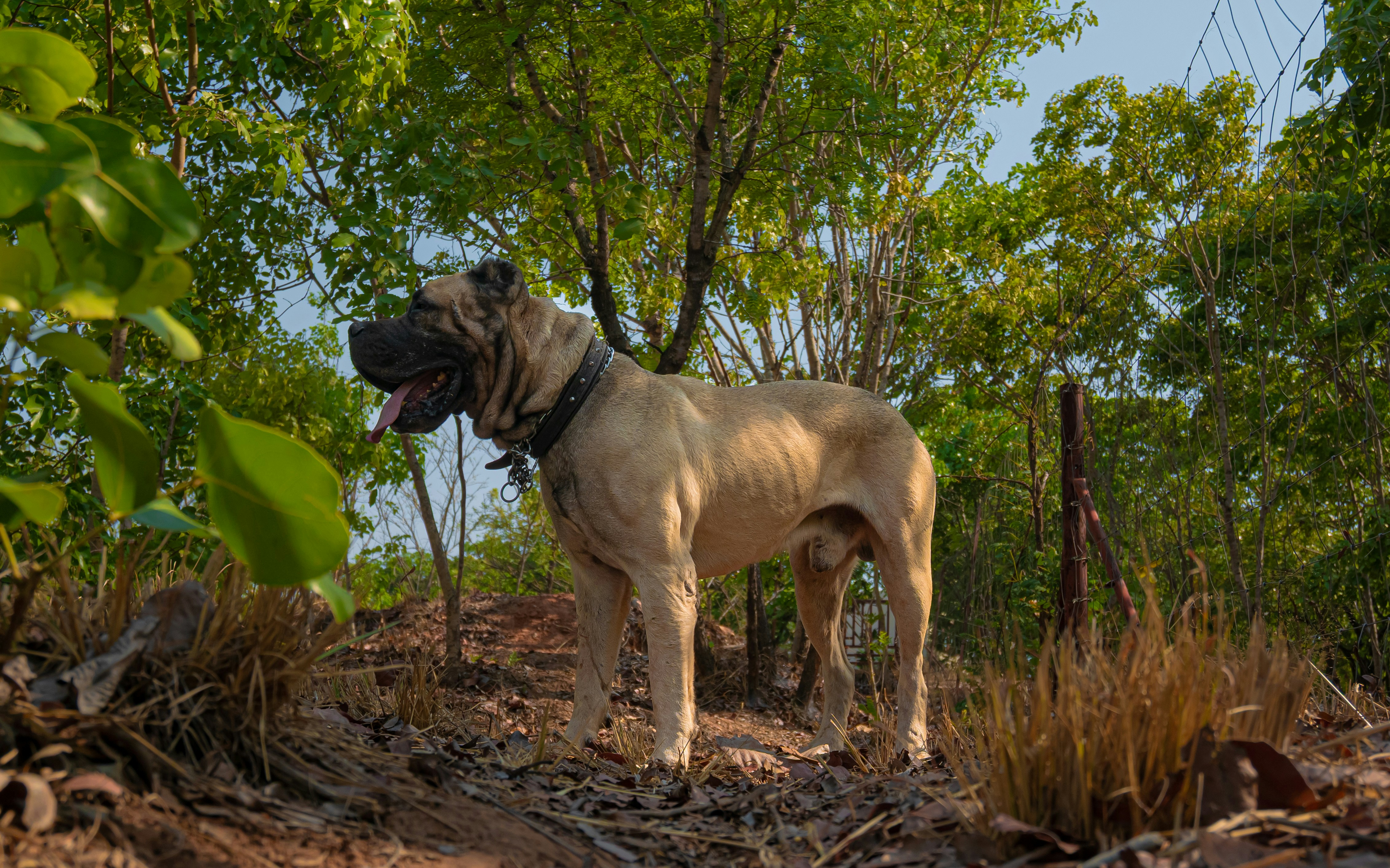 Large mastiff dog standing in a wooded area.