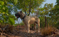 Large mastiff dog standing in a wooded area.