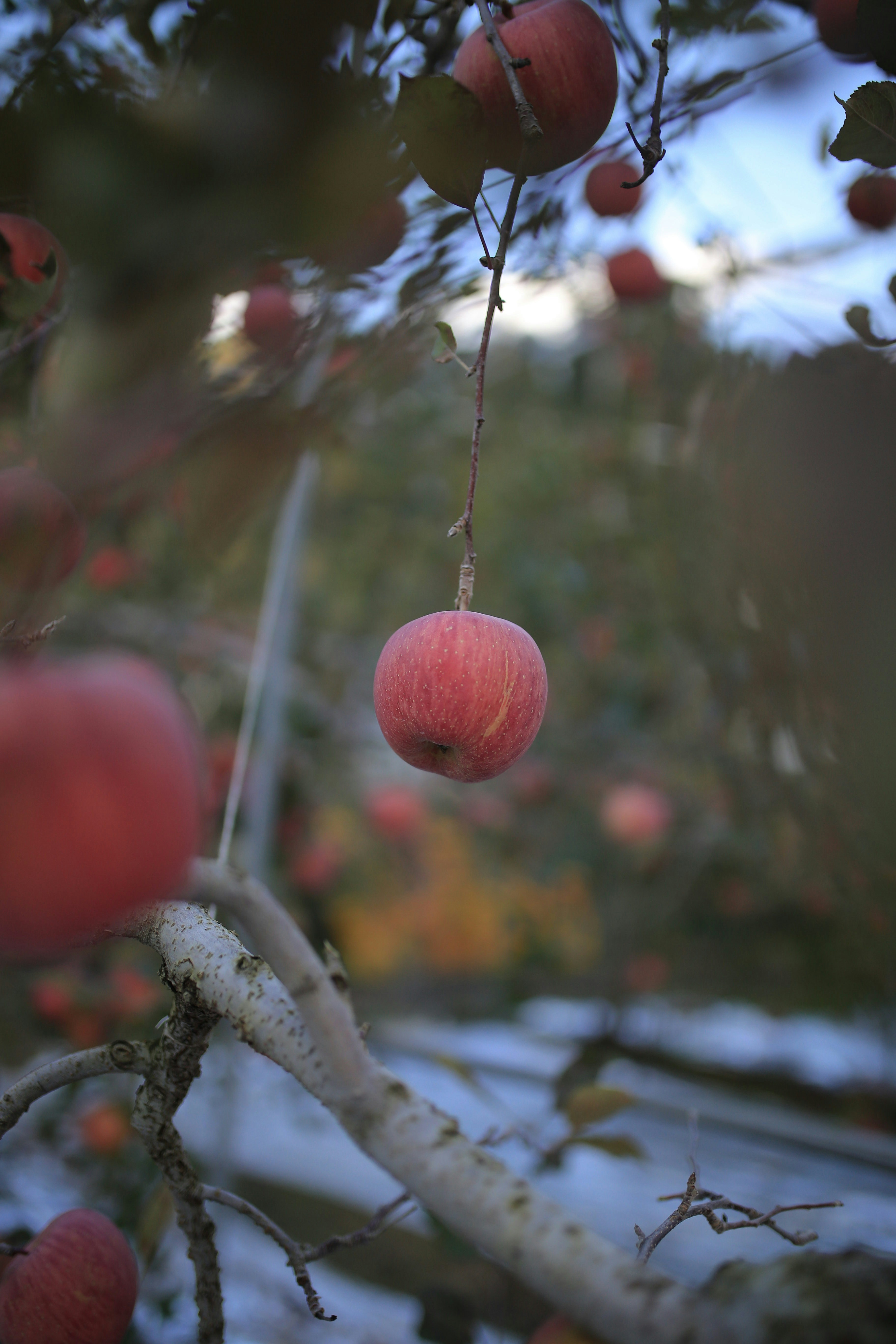 A single red apple hangs from a branch.