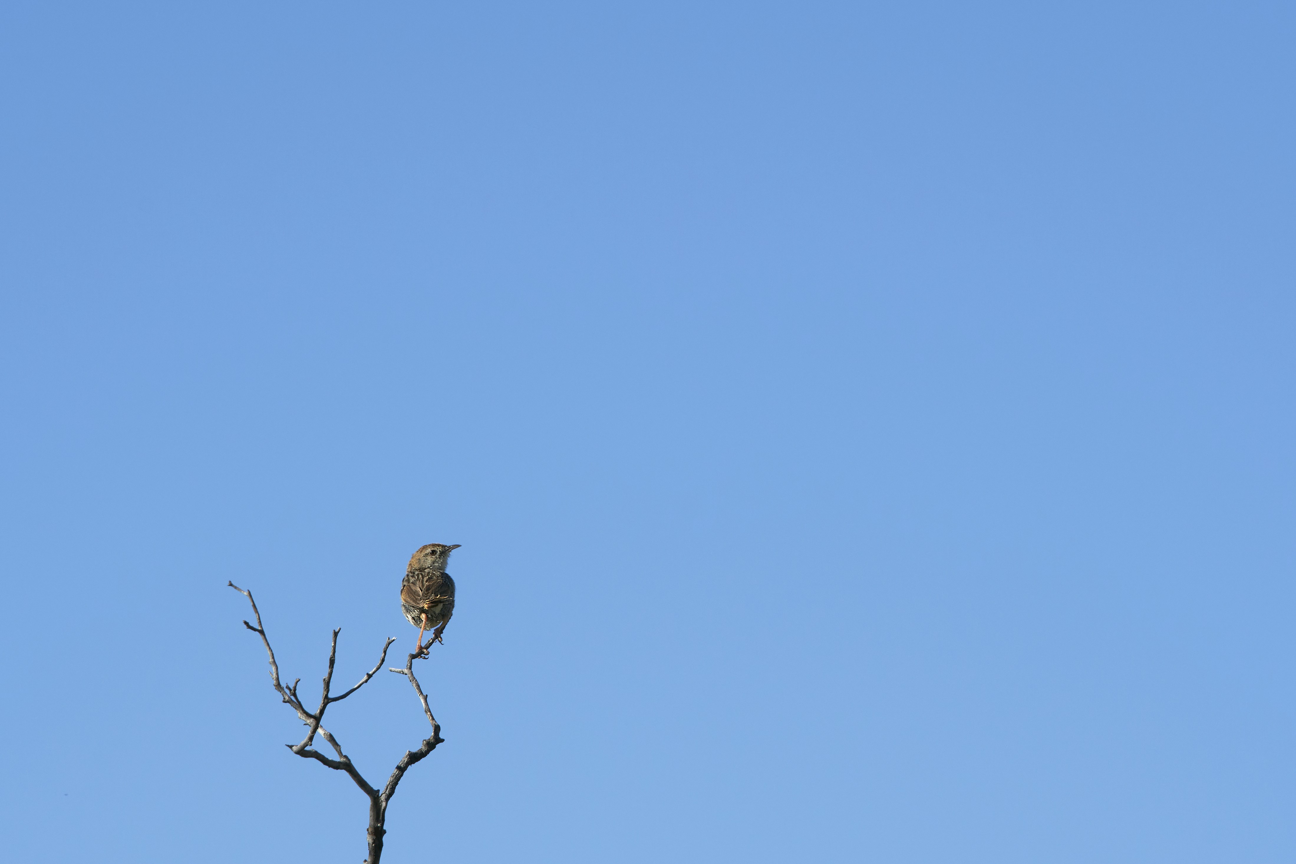 Photo by wolfgang_hasselmann