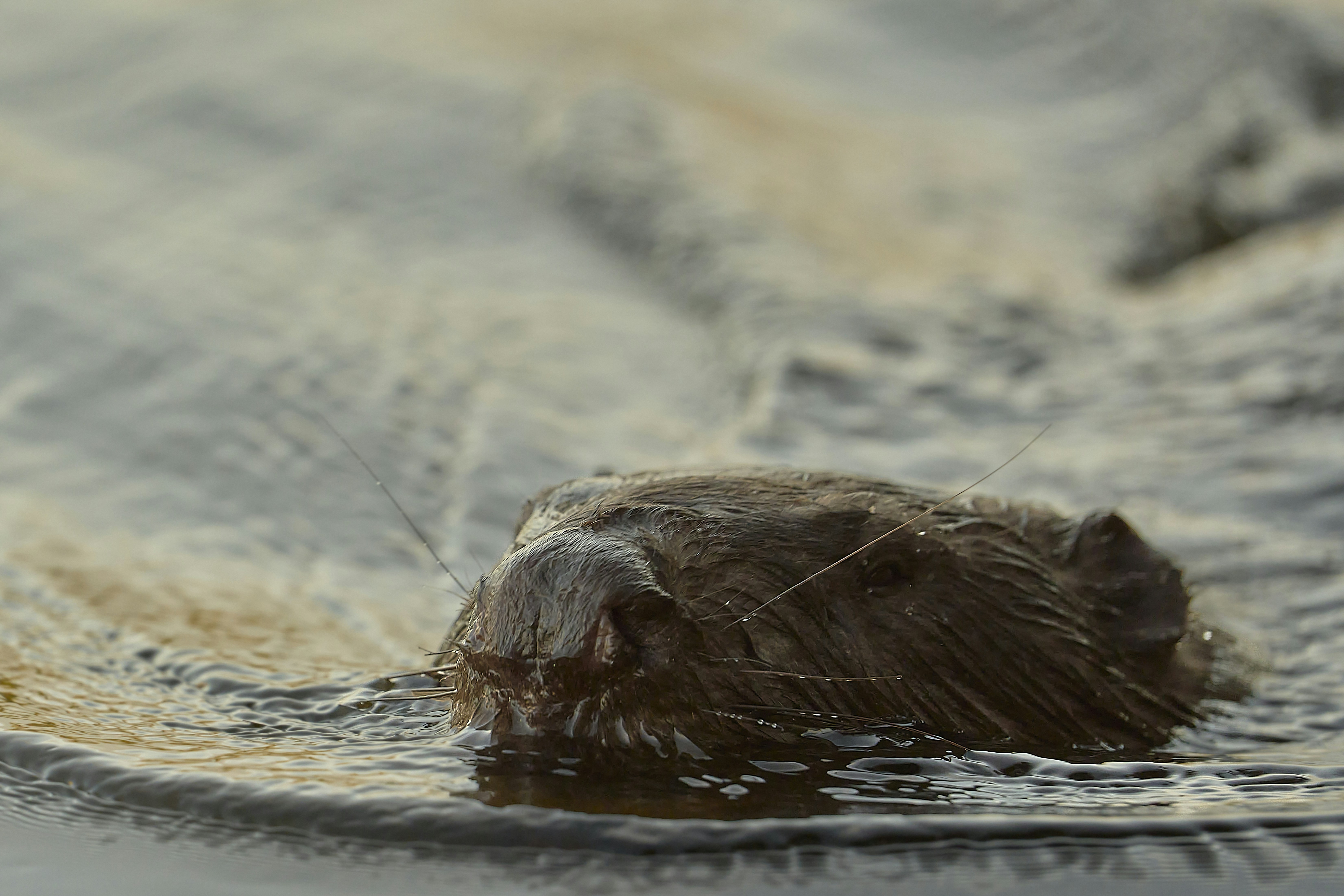 Photo by wolfgang_hasselmann