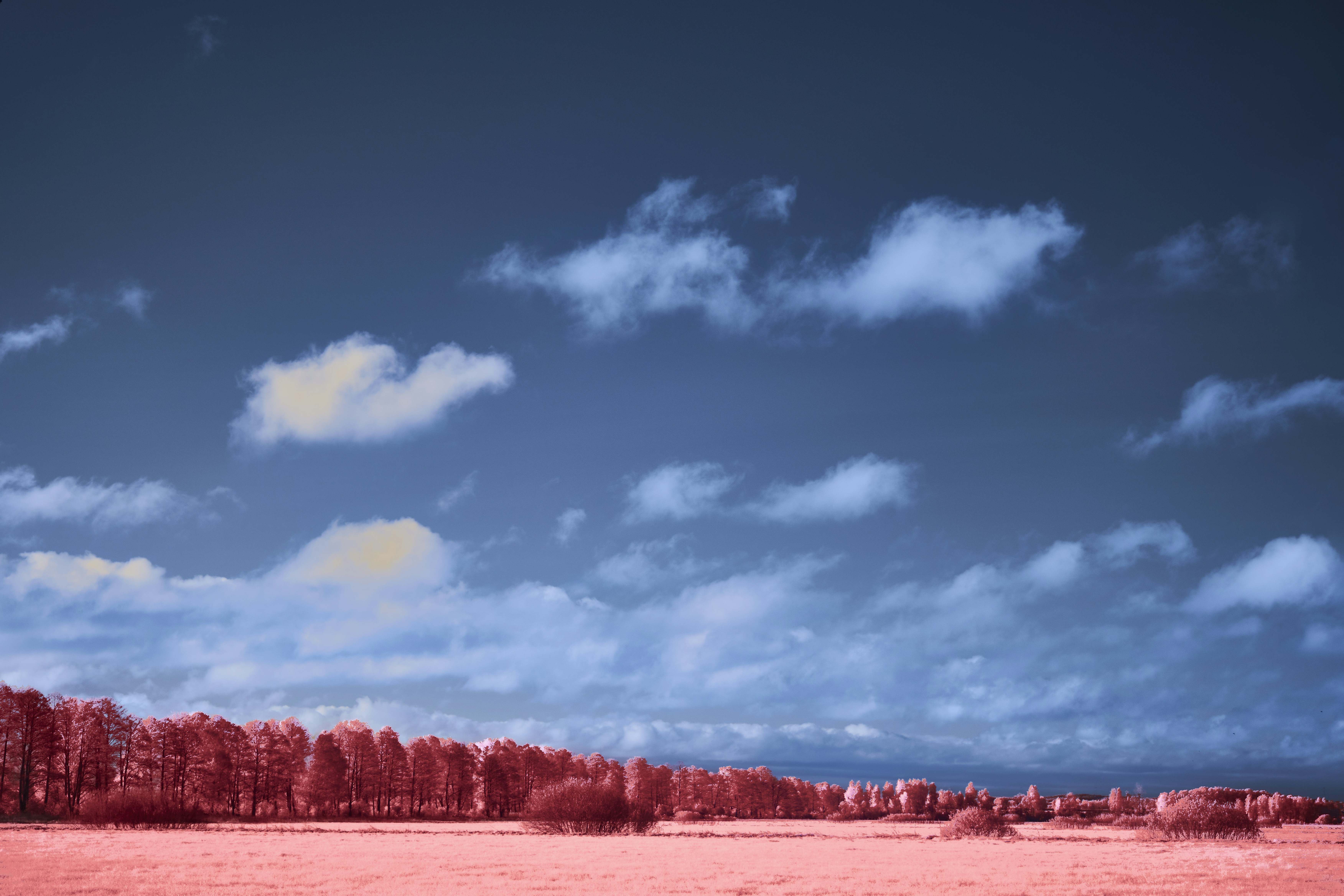 Photo by wolfgang_hasselmann