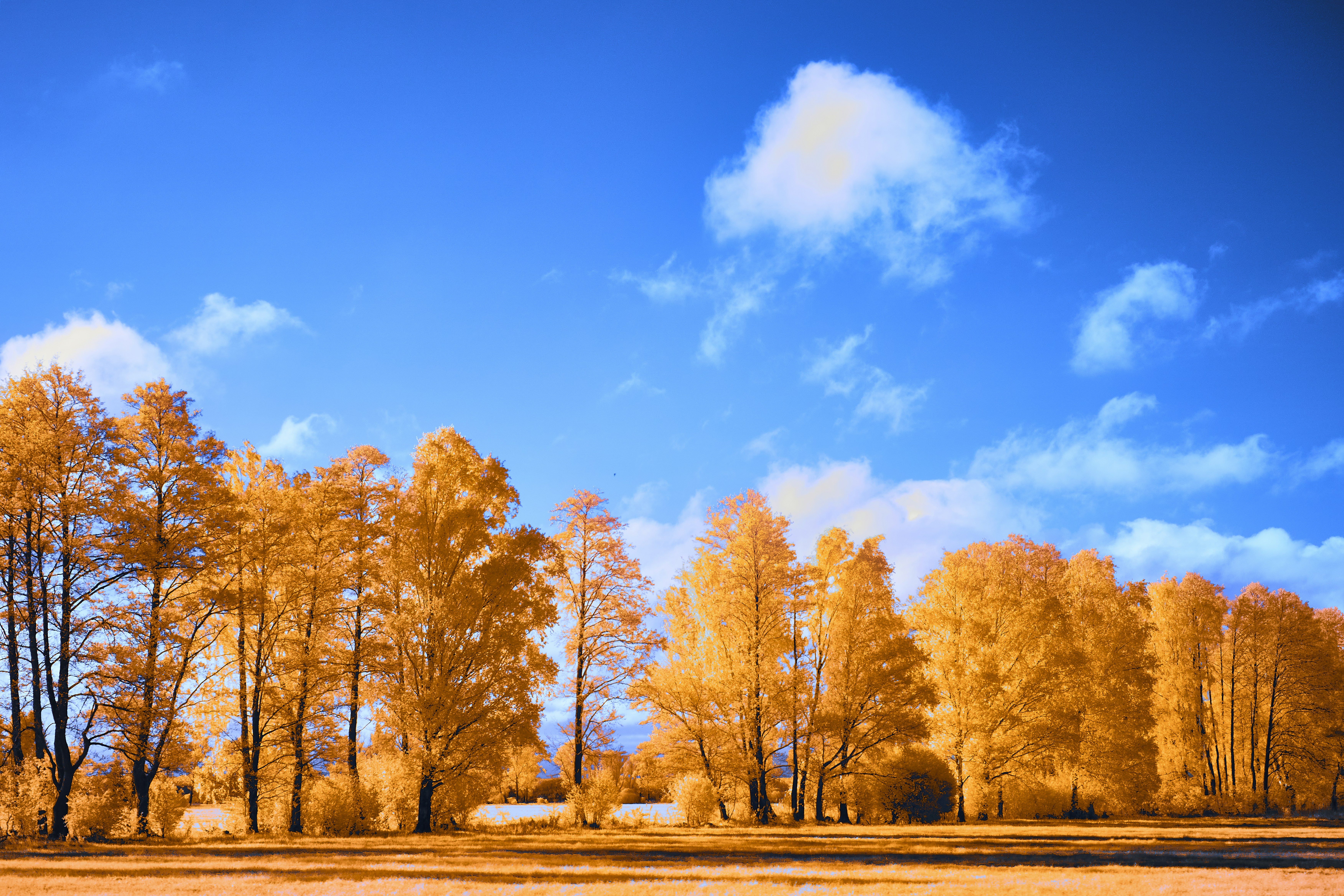 Photo by wolfgang_hasselmann