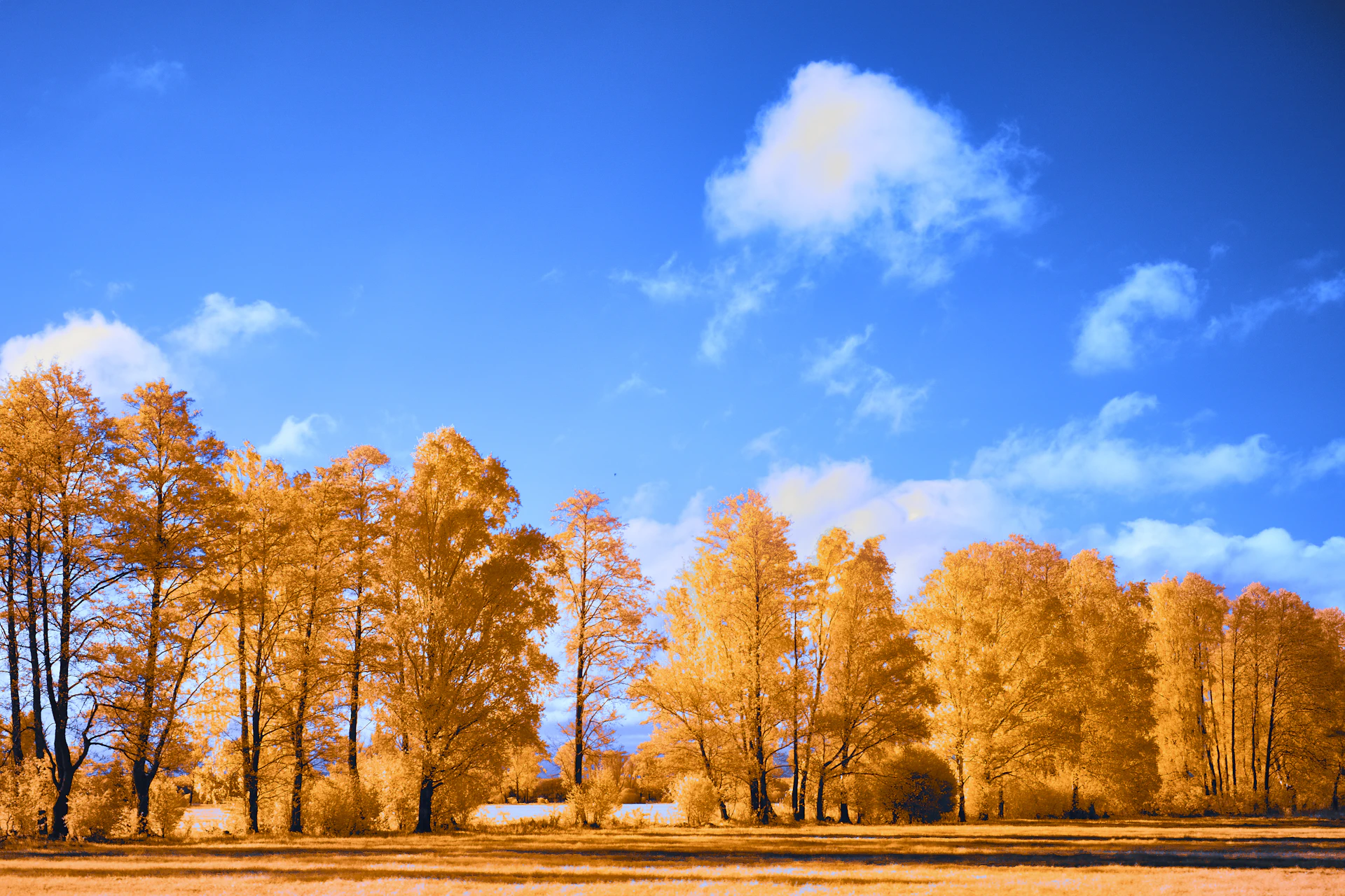 Autumn trees under a bright blue sky