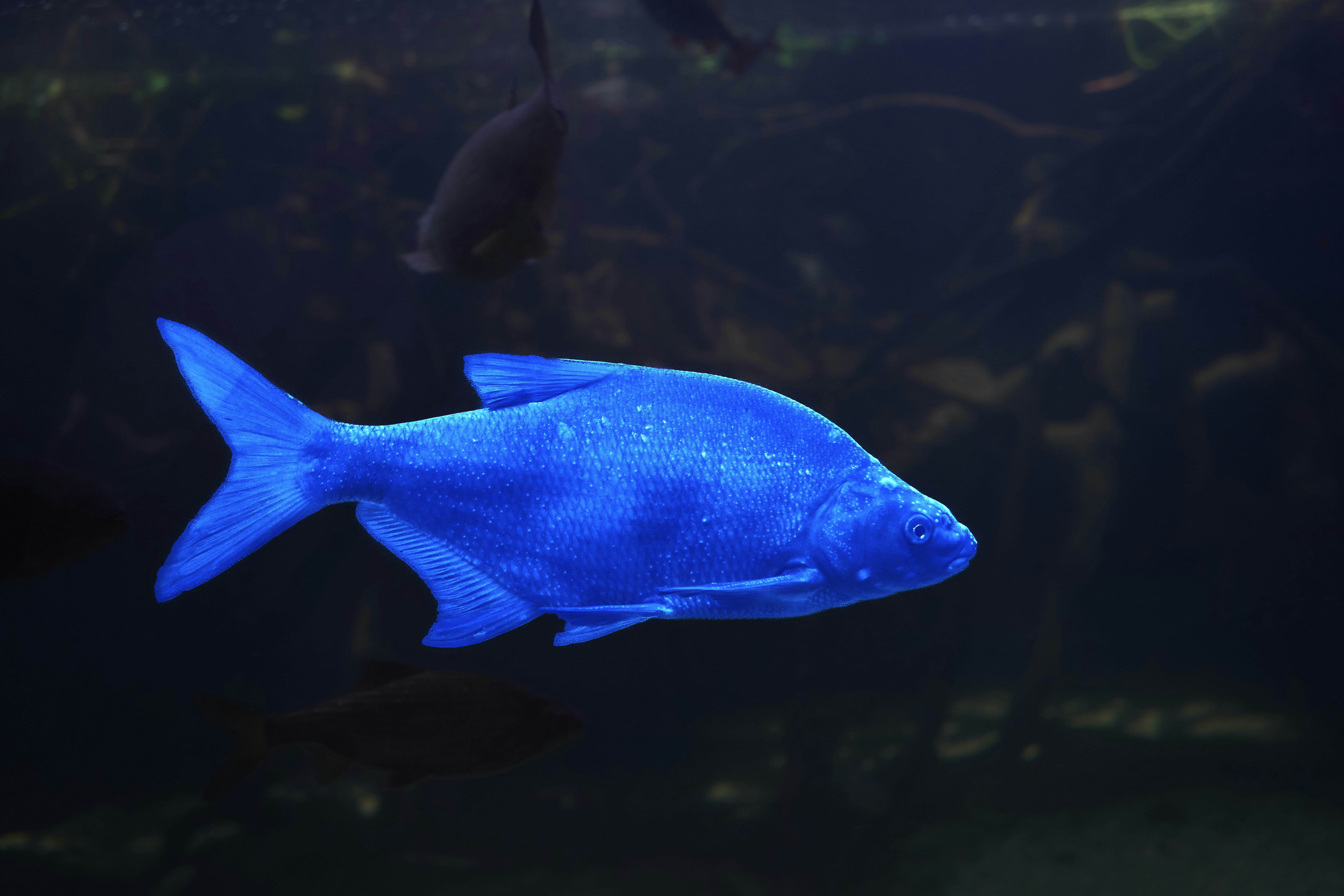 Photo by wolfgang_hasselmann