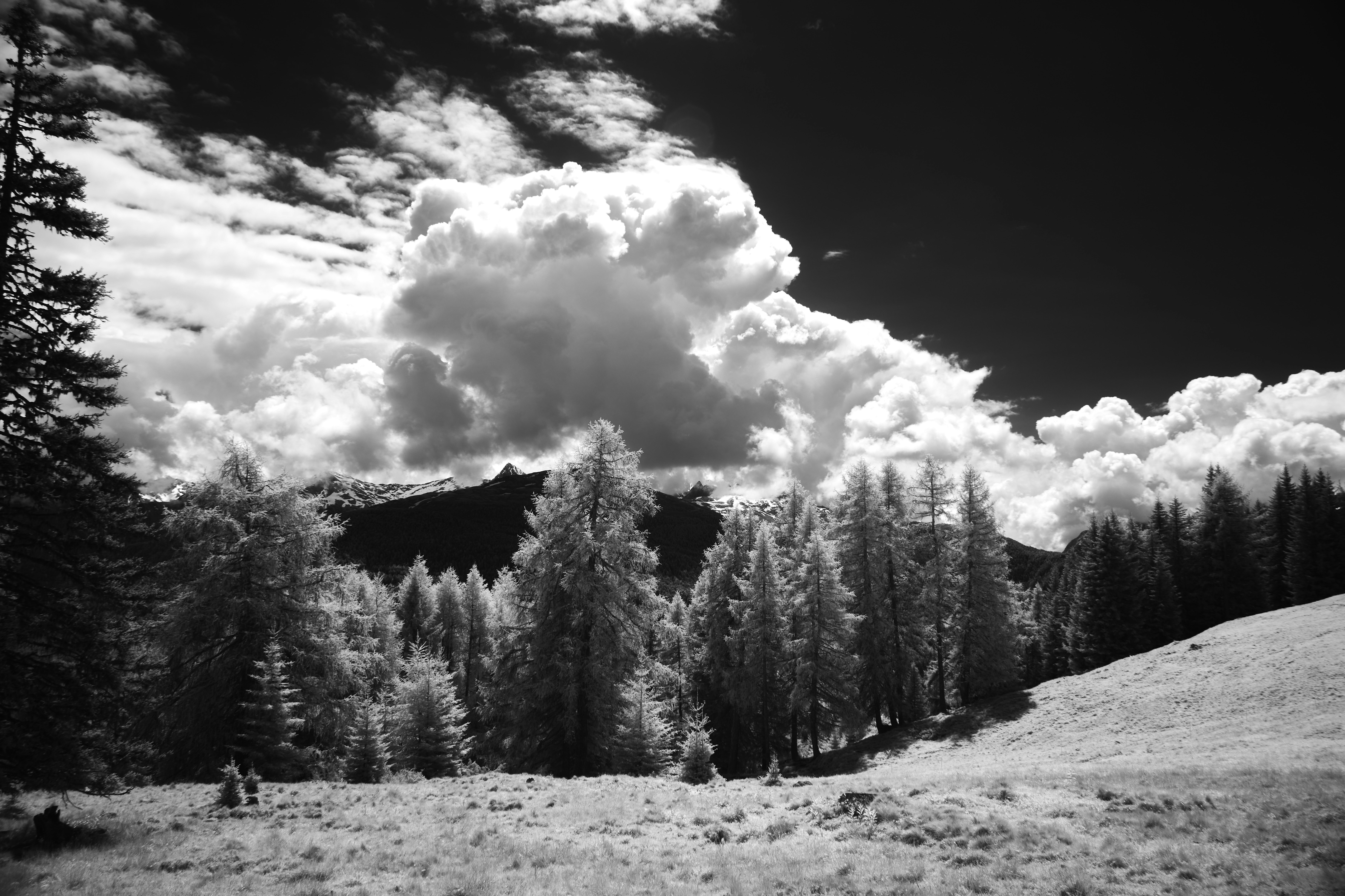 Photo by wolfgang_hasselmann