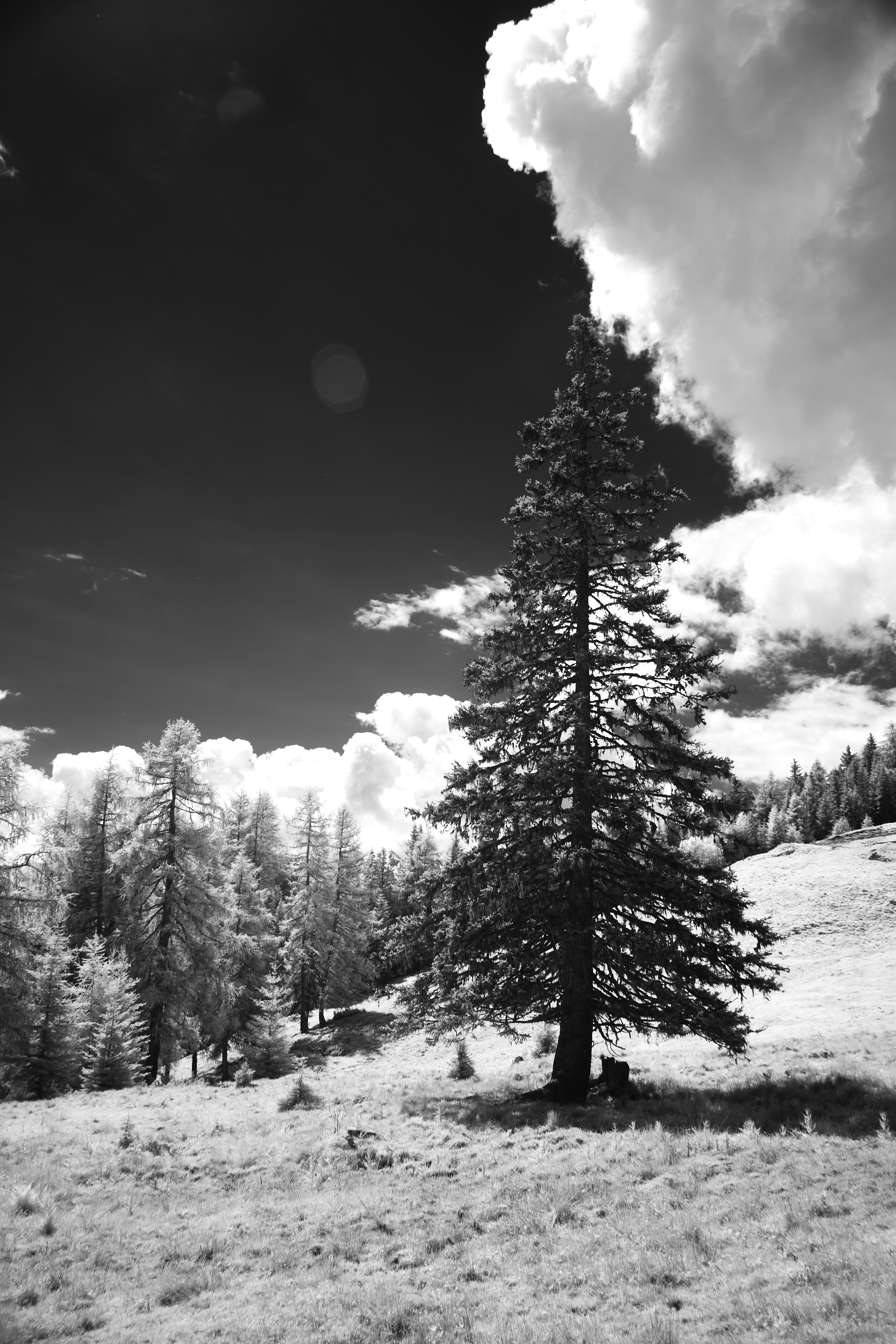 Photo by wolfgang_hasselmann