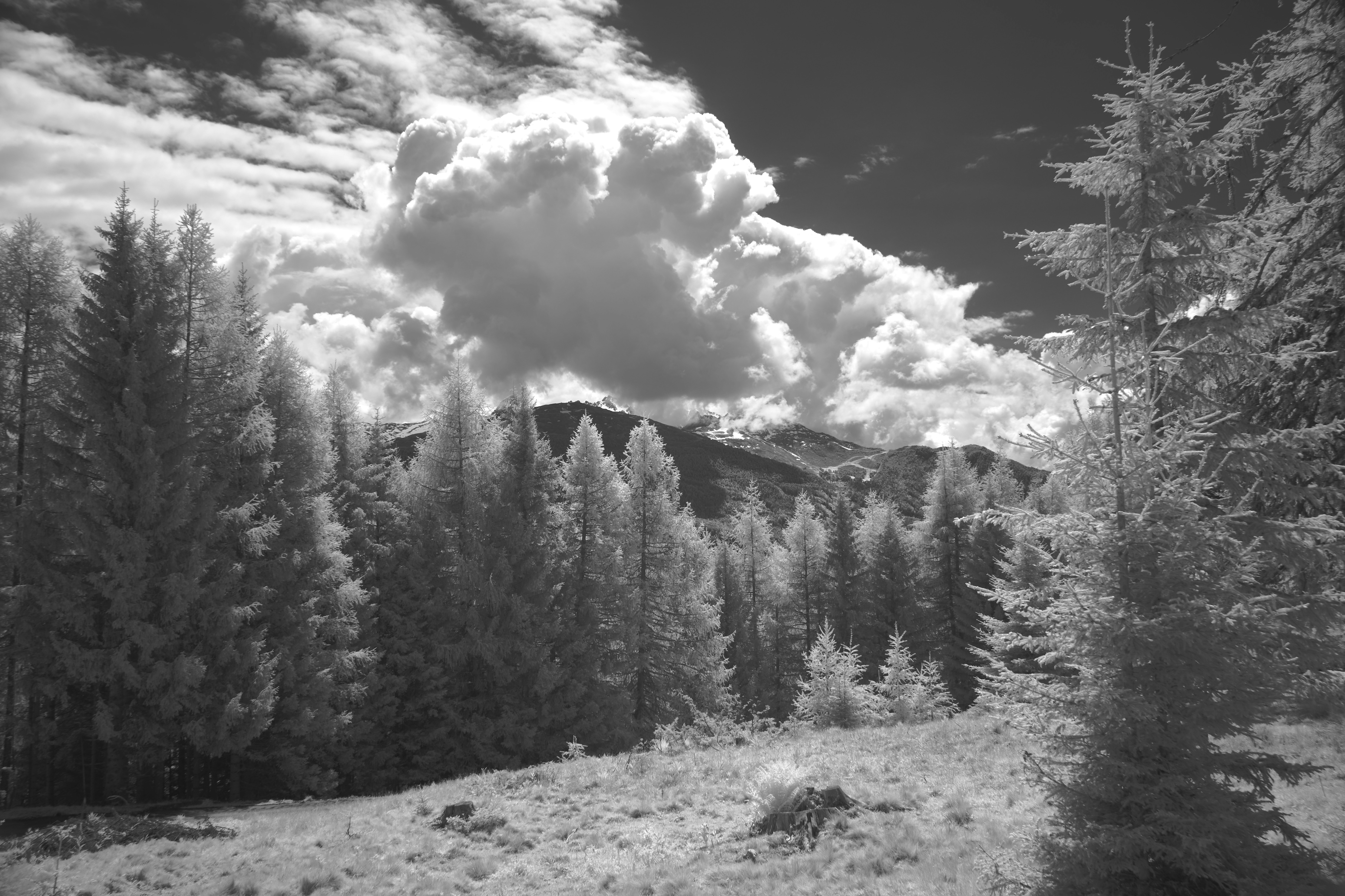 Photo by wolfgang_hasselmann