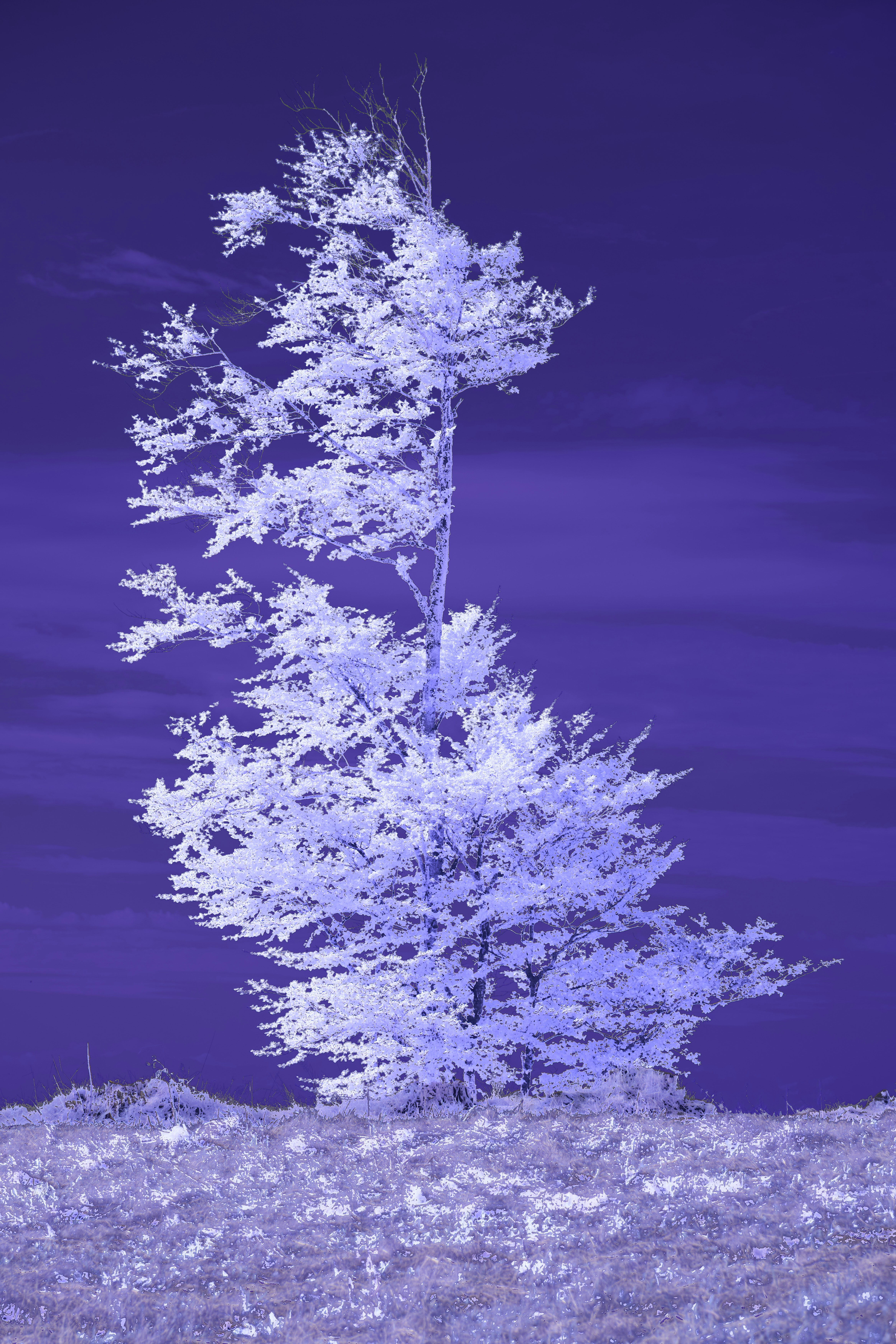 A lone tree against a purple sky