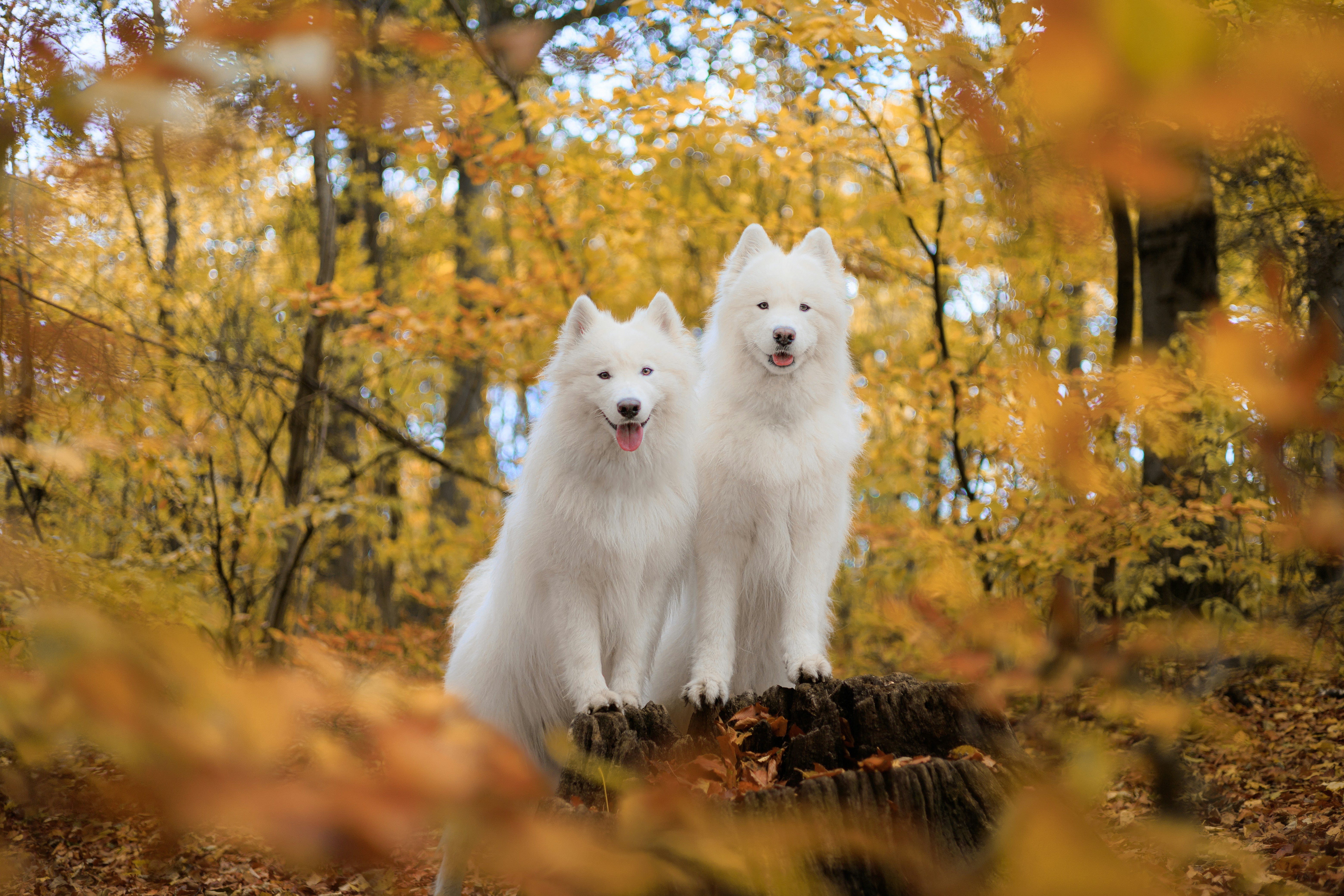Photo by barcstamaas