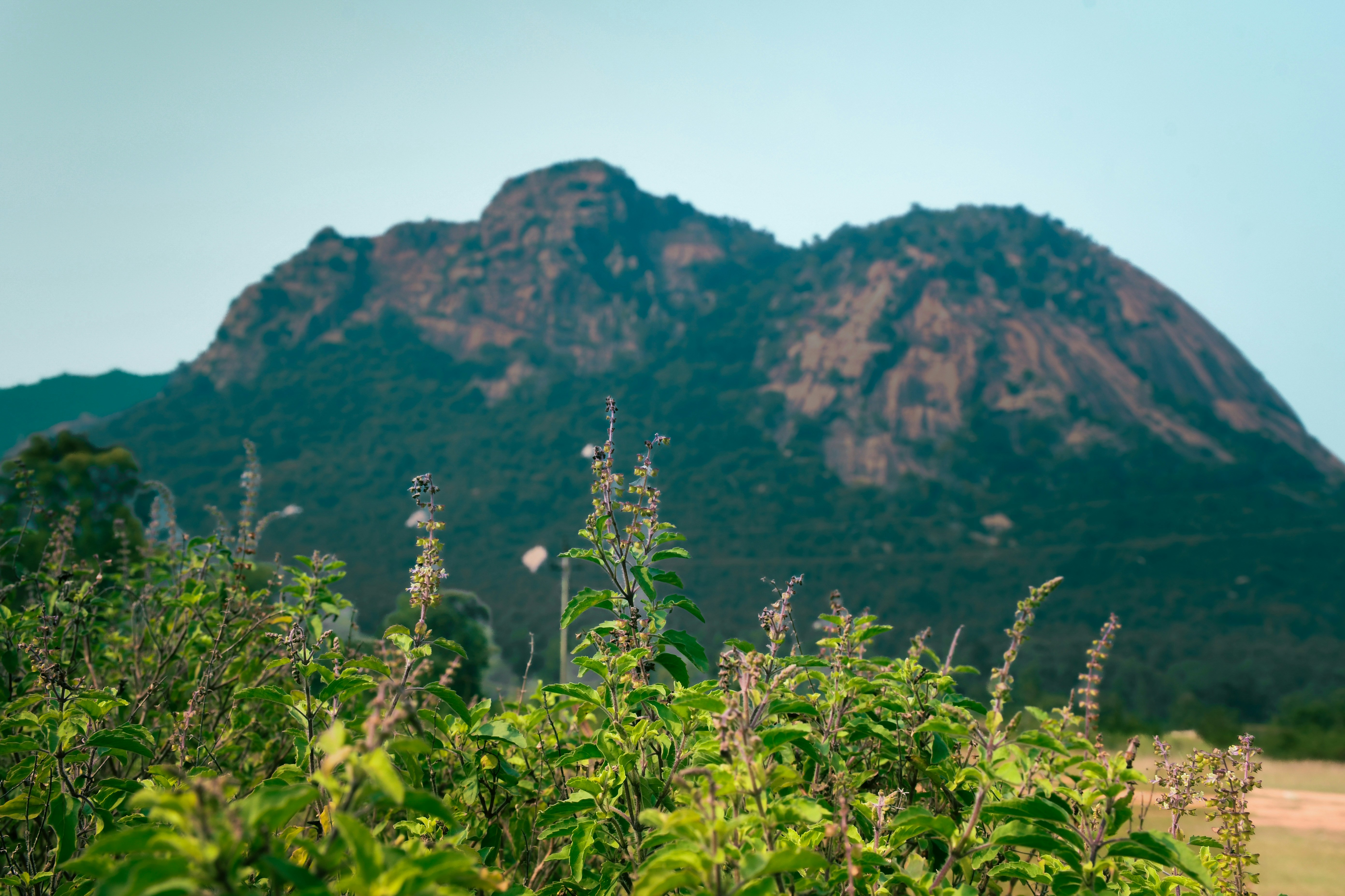 手前に緑豊かな植物、背後に岩山