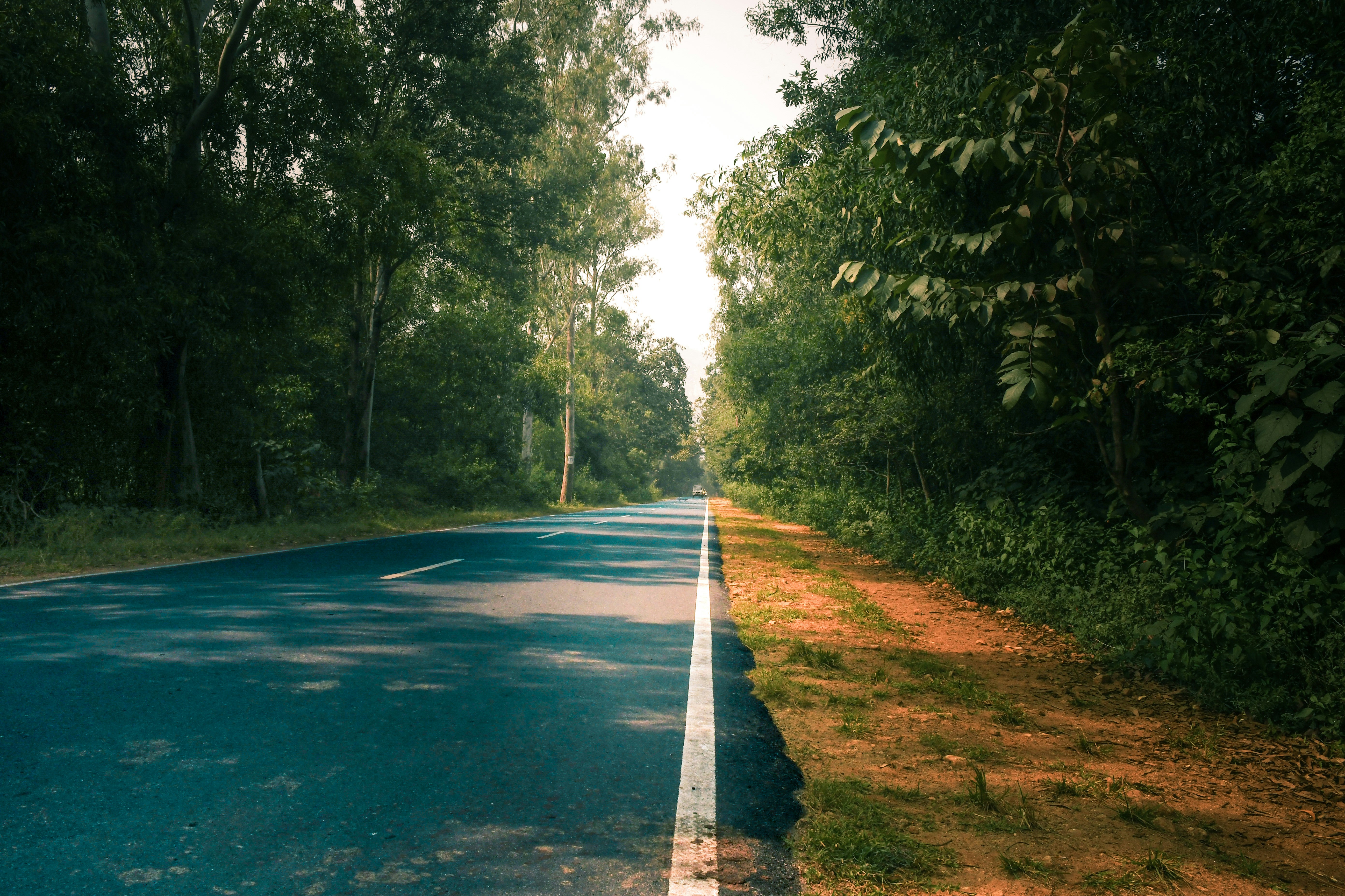 鬱蒼とした緑の森の中を舗装された道。