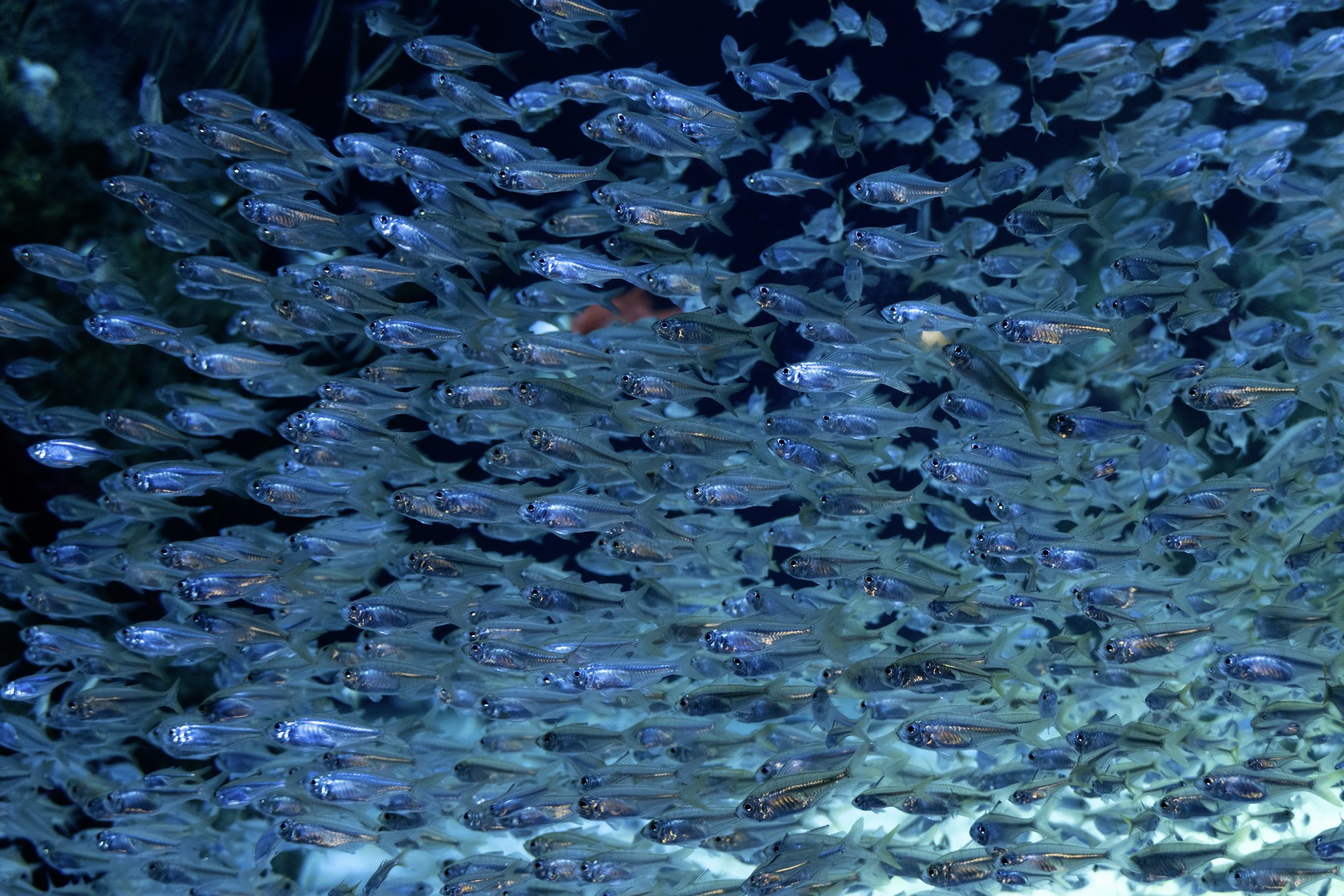 A large school of small, clear fish swims together.