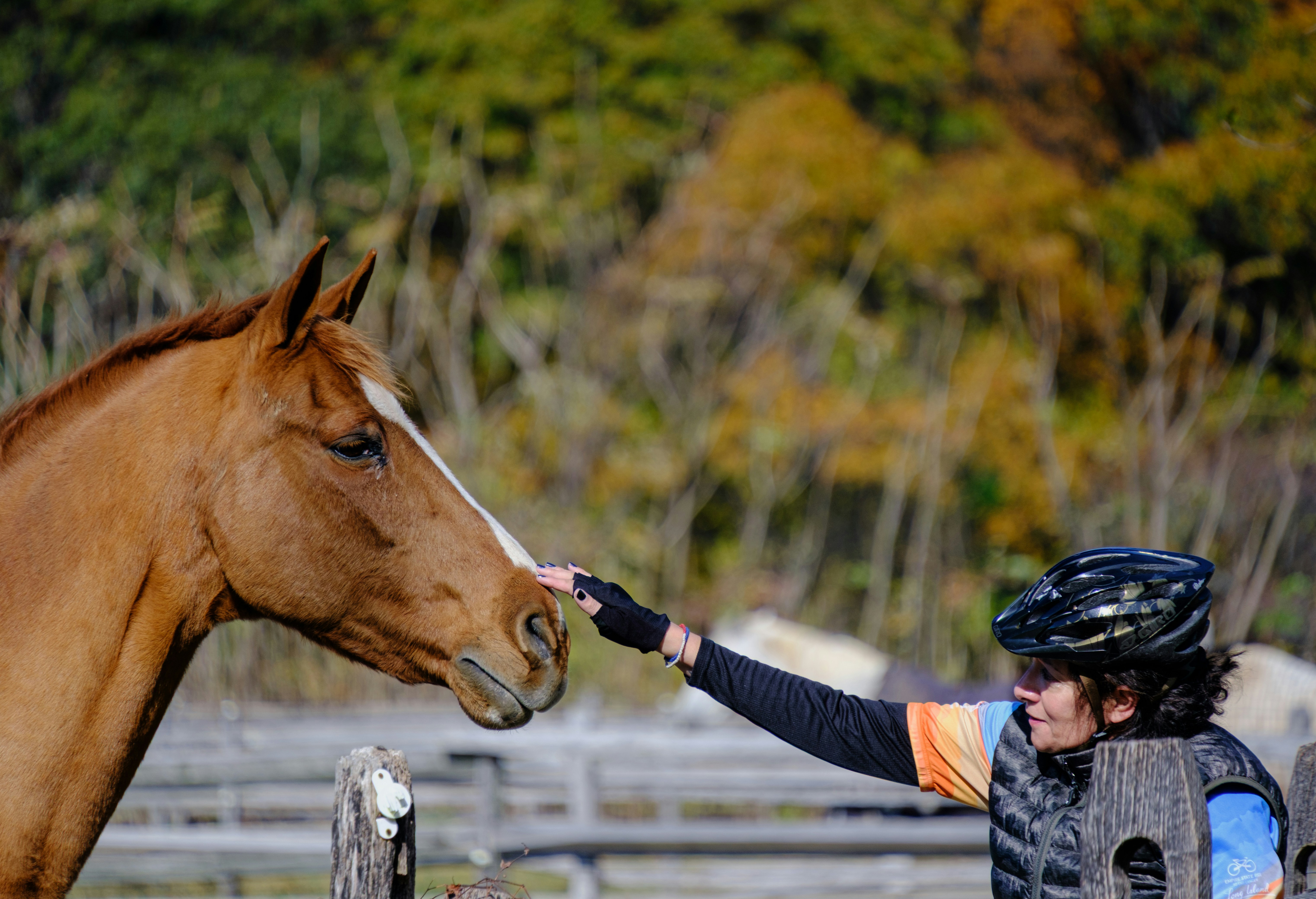Horse and rider communicating